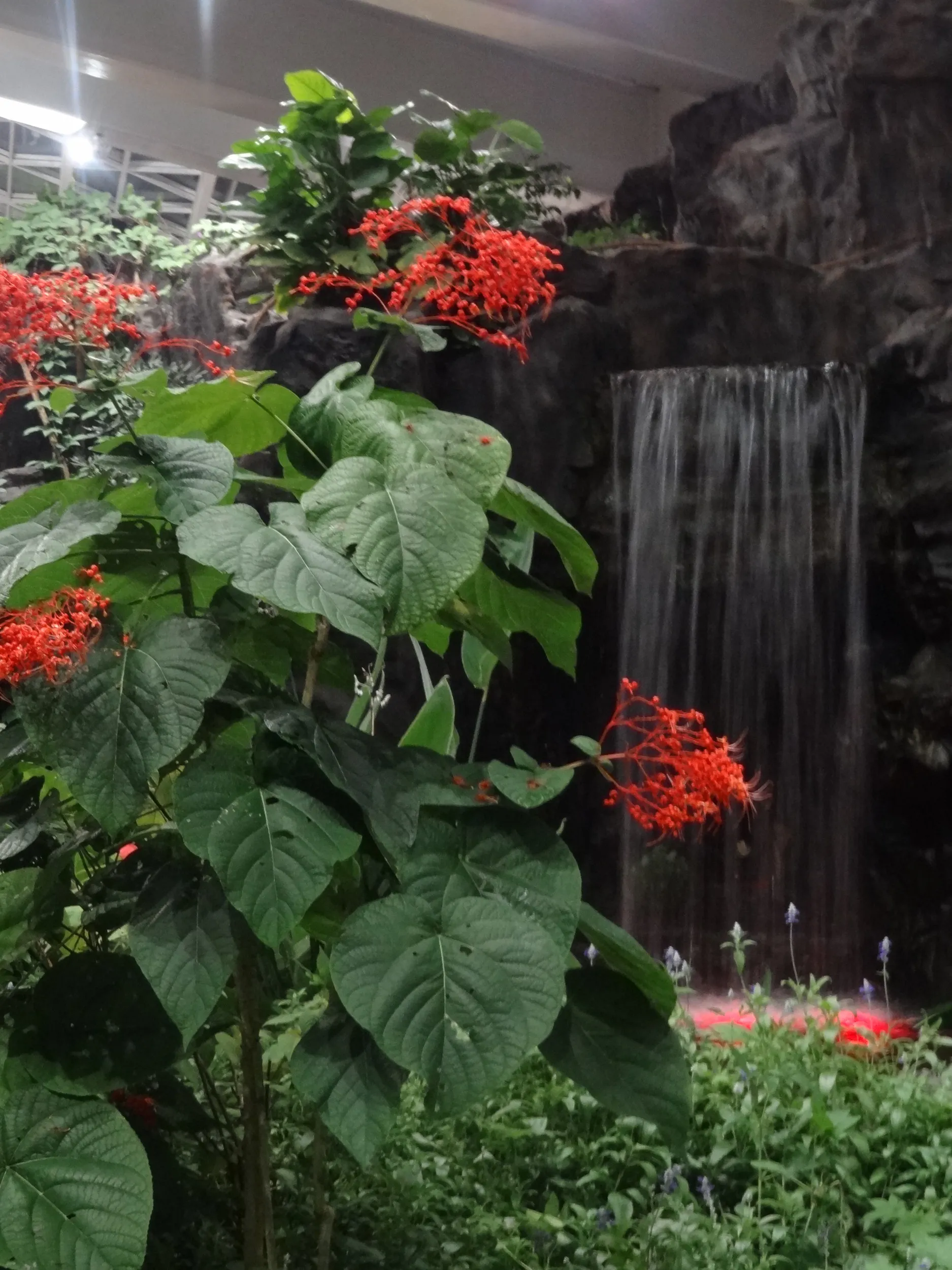 滝を背景に咲く花