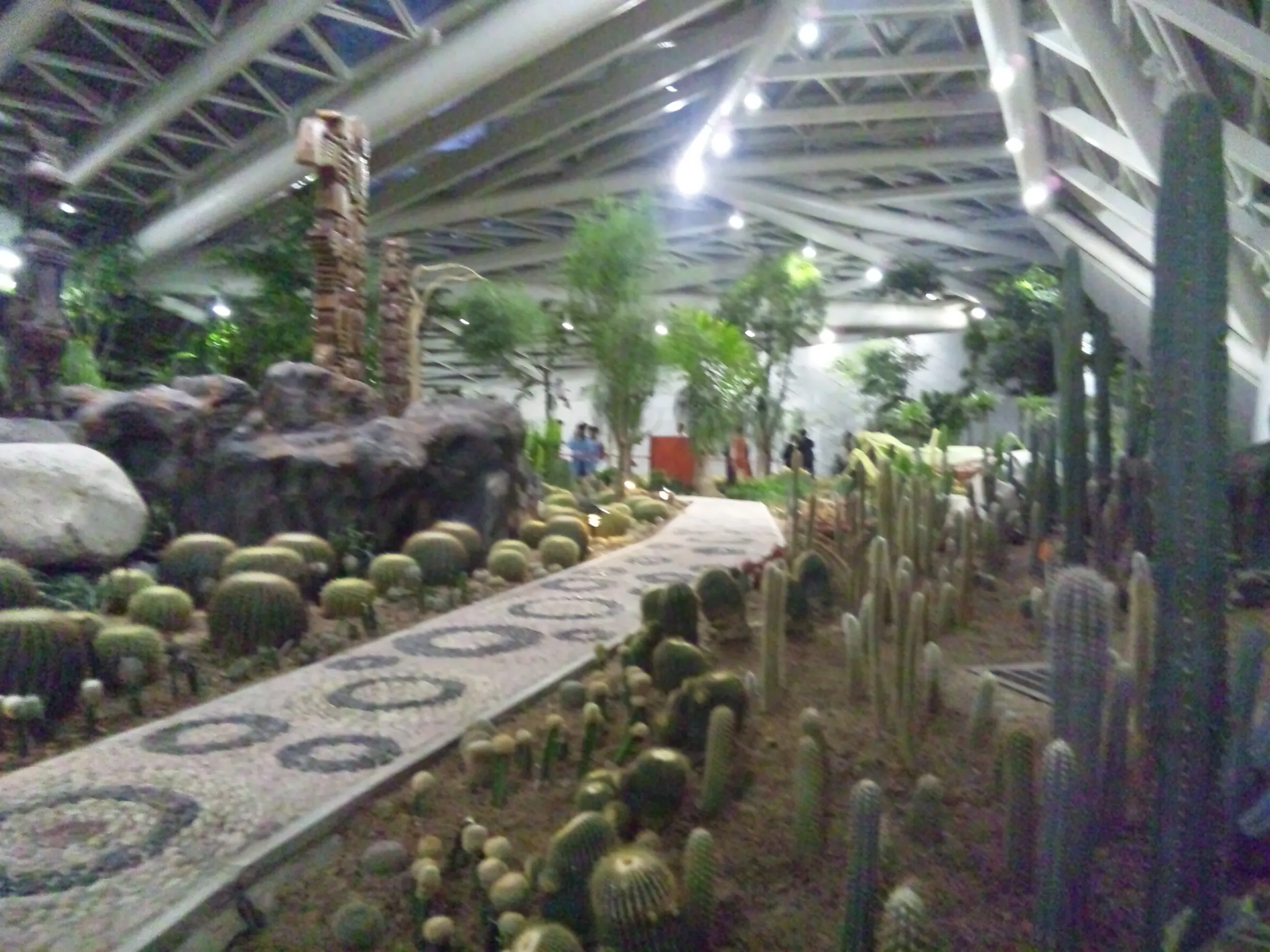 サボテンなどの多肉植物