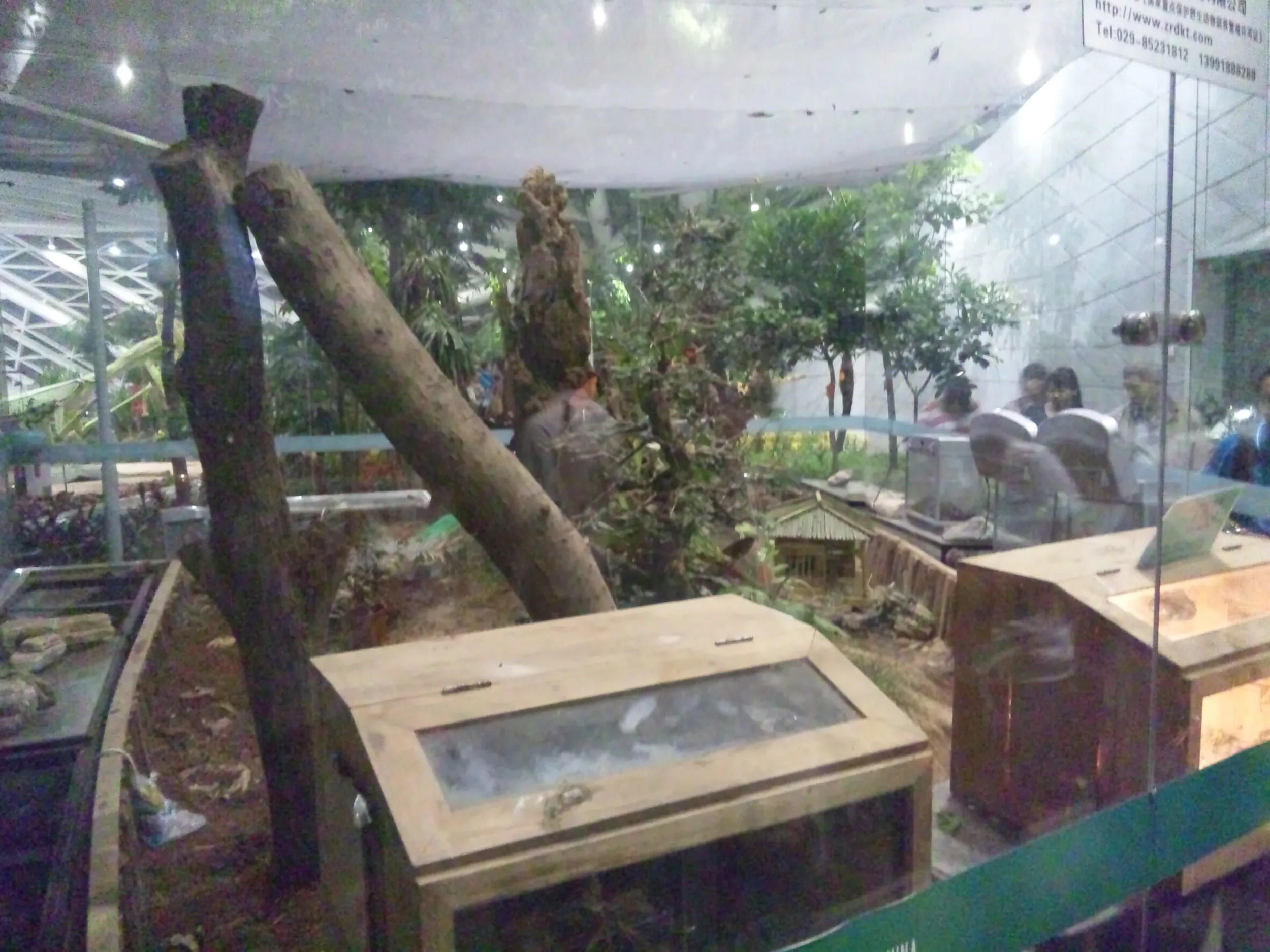 自然館の展示