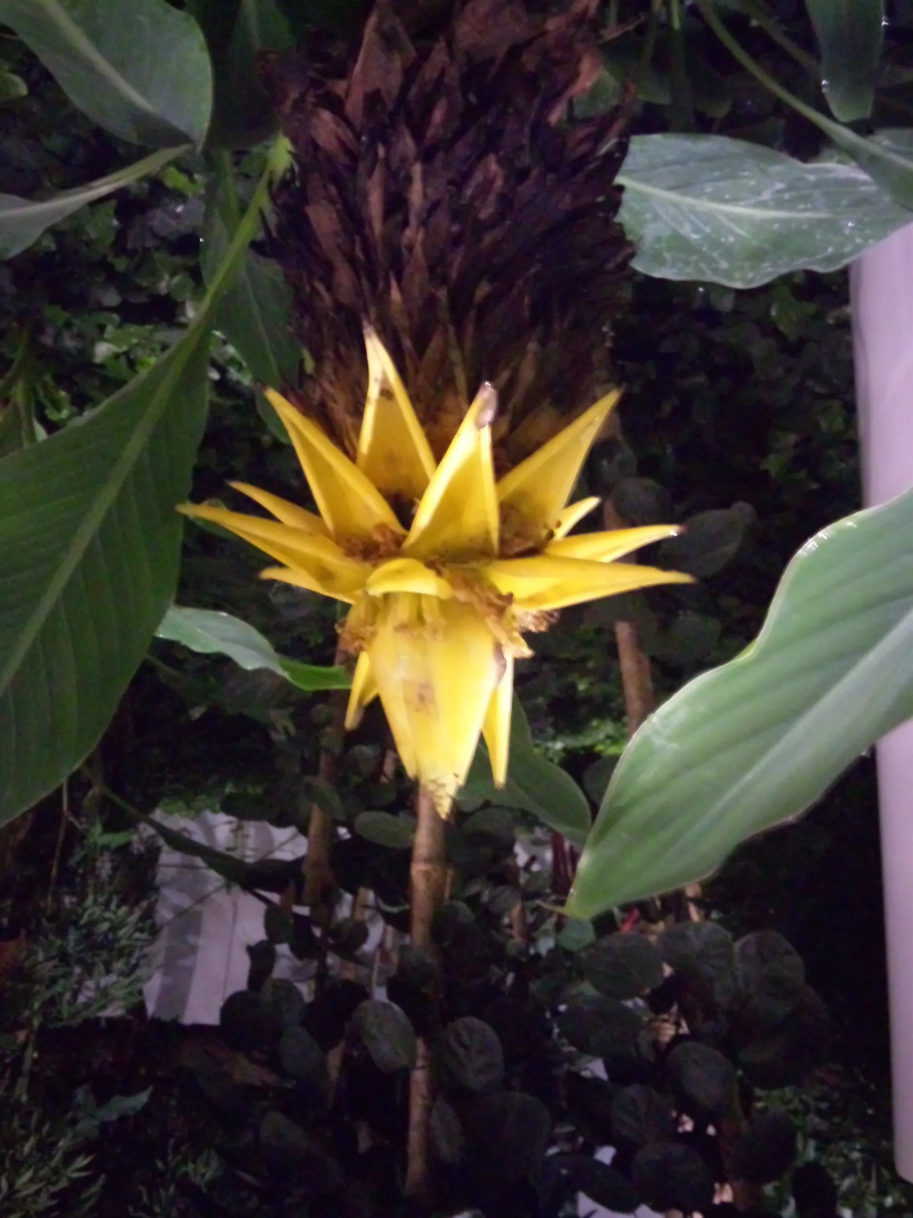 自然館の花