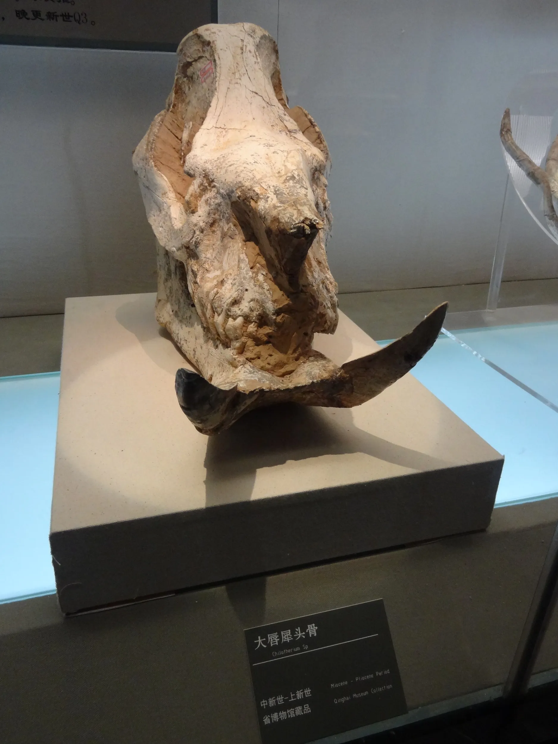 大きい唇のサイの頭蓋骨の化石