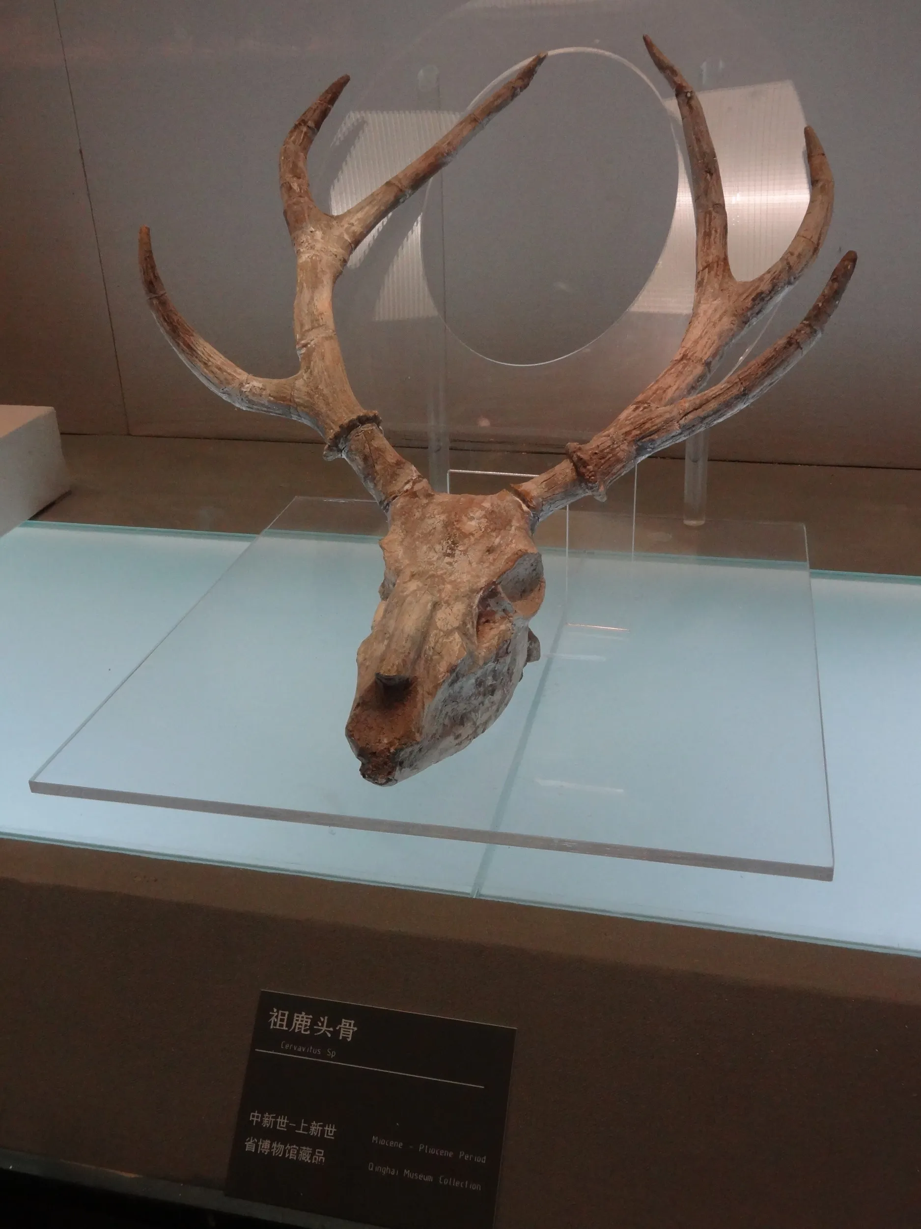 祖鹿の化石