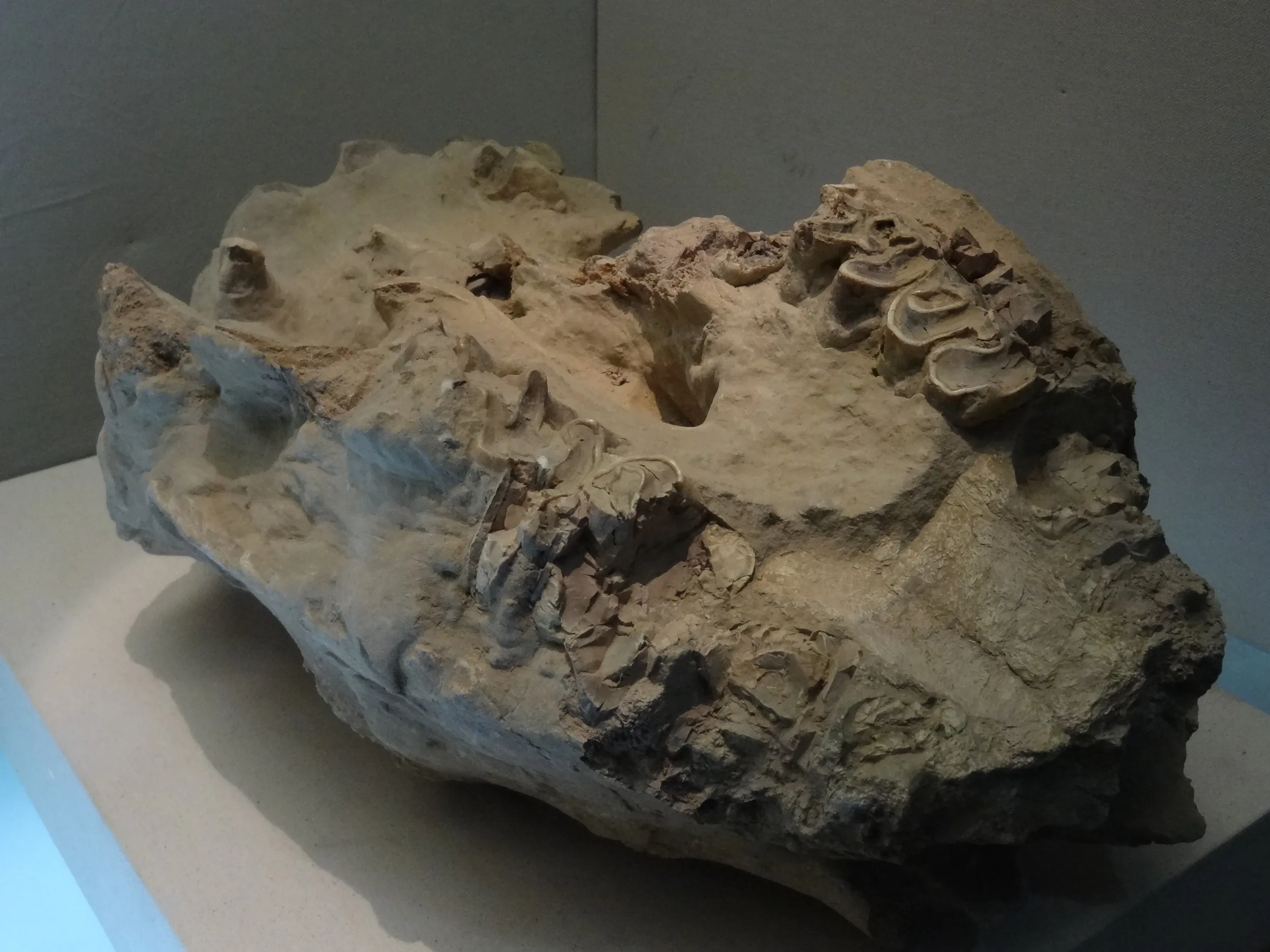 毛のないサイの頭部の化石