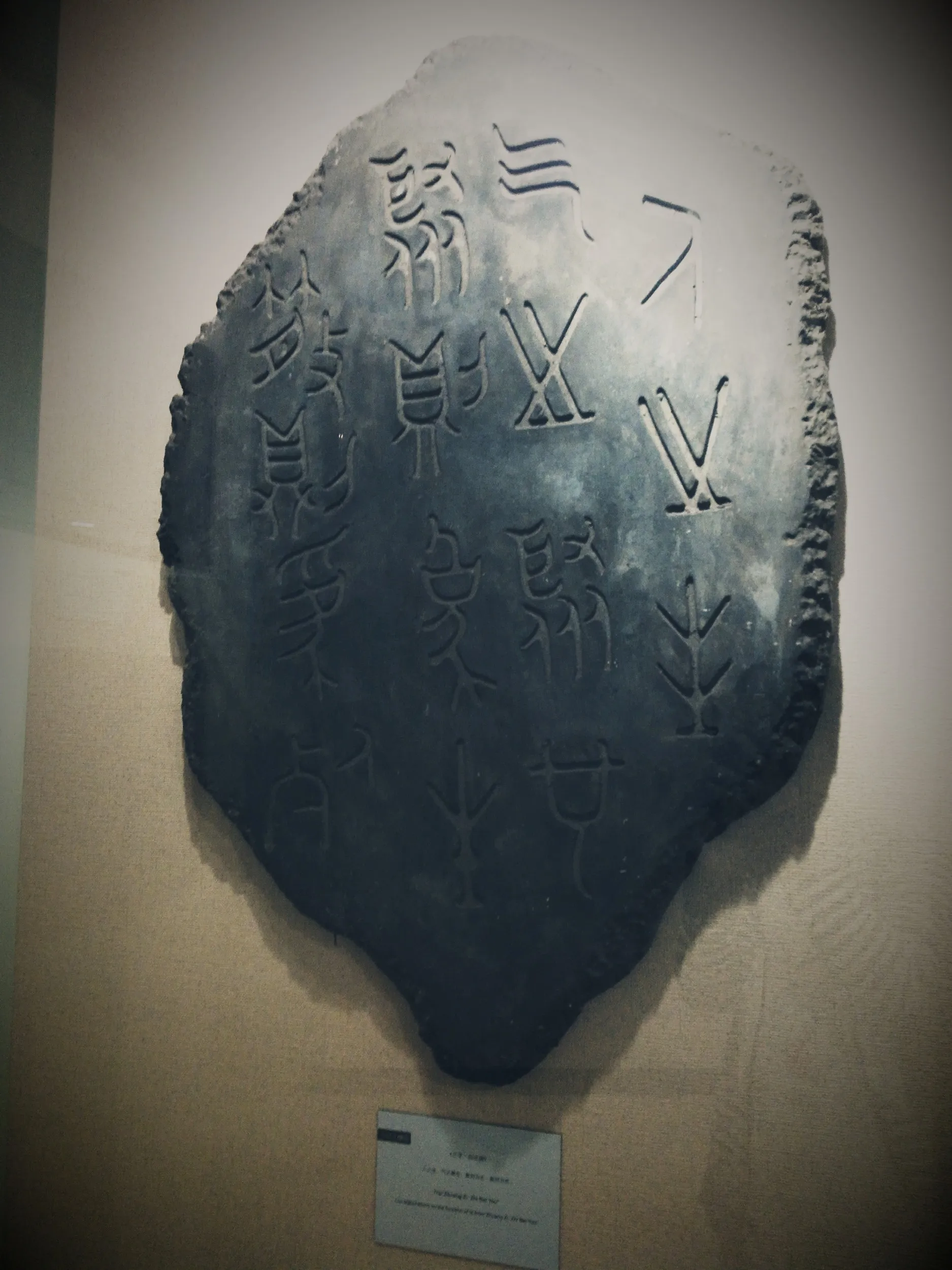 上海中医葯博物館