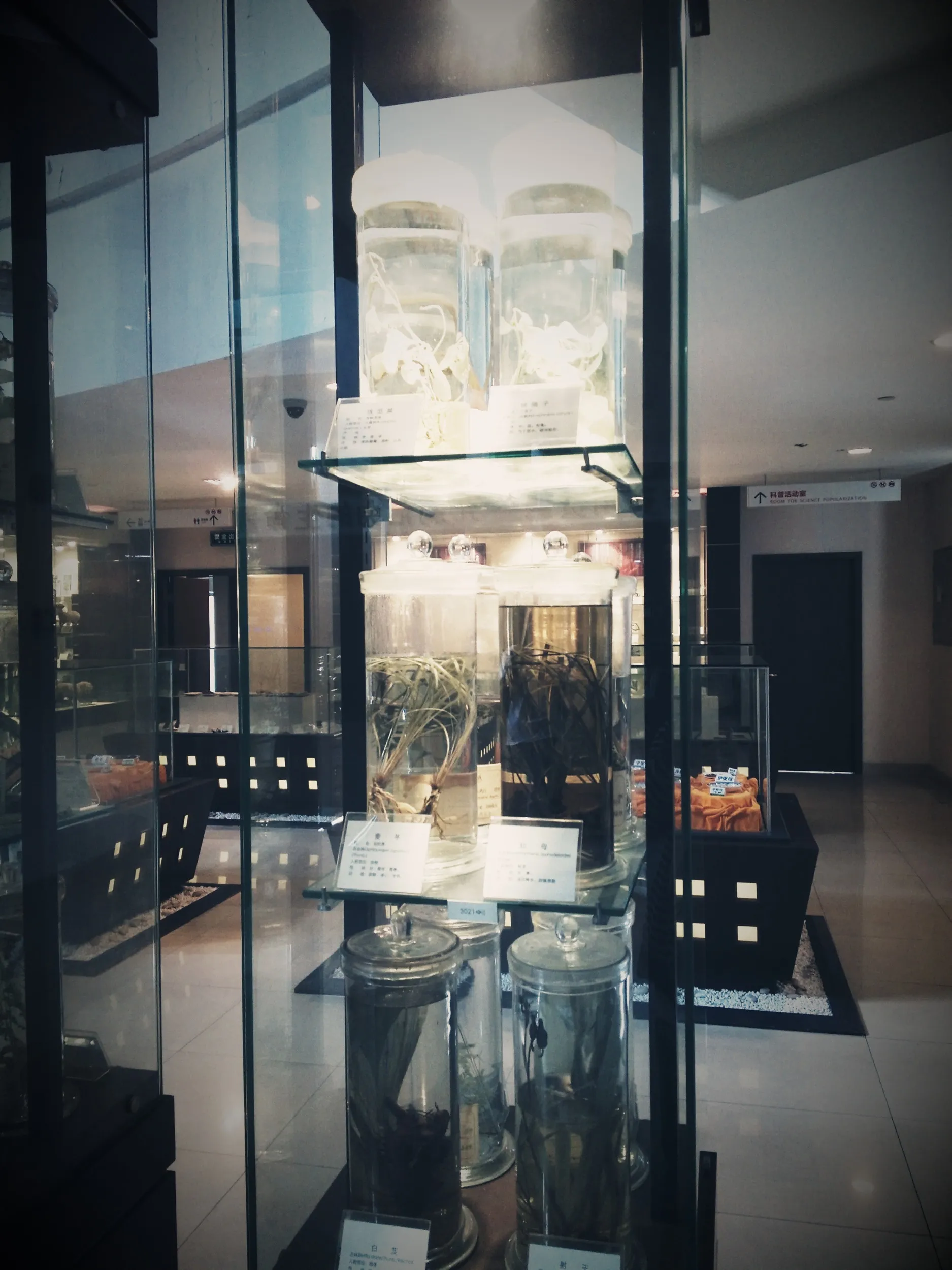 上海中医葯博物館