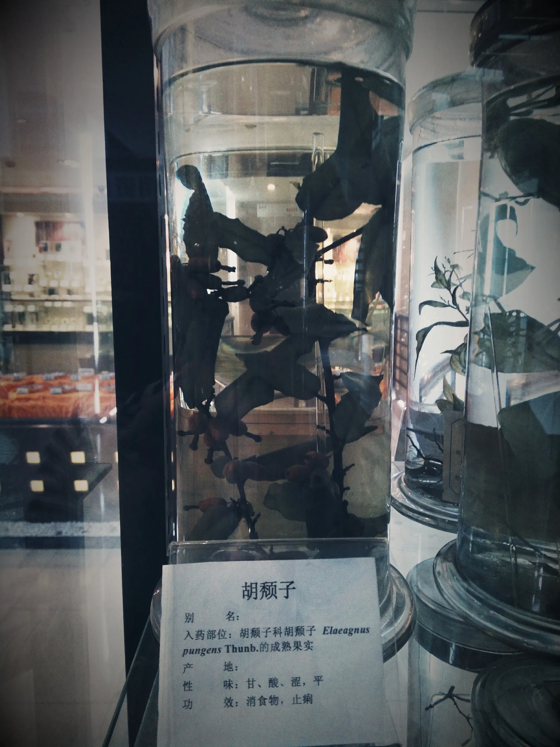 上海中医葯博物館