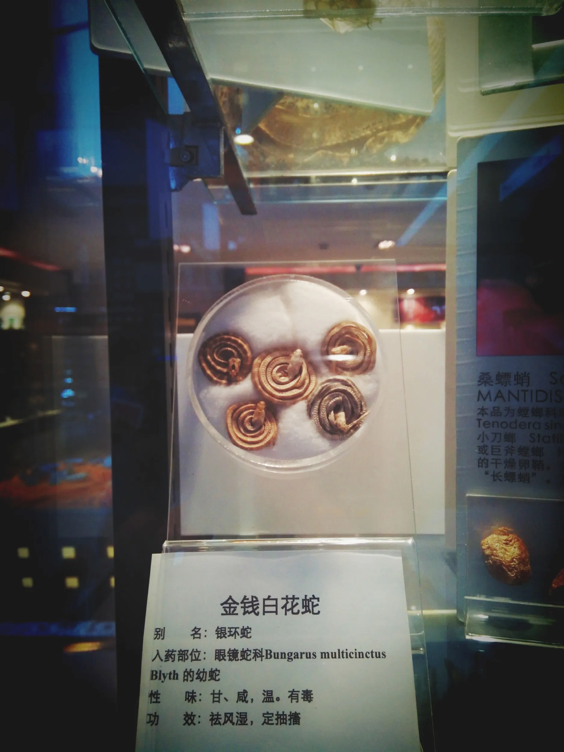 上海中医葯博物館