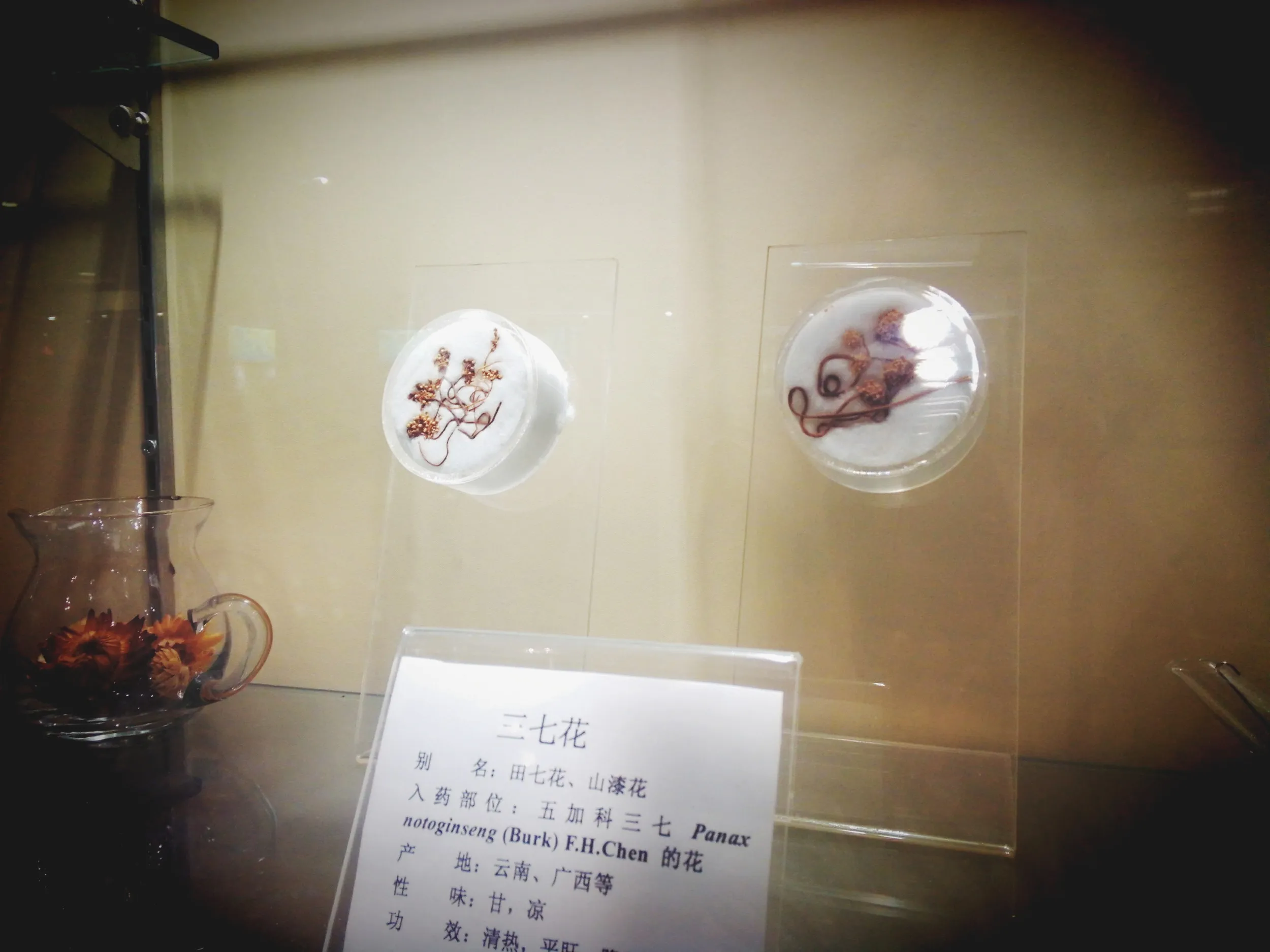 上海中医葯博物館