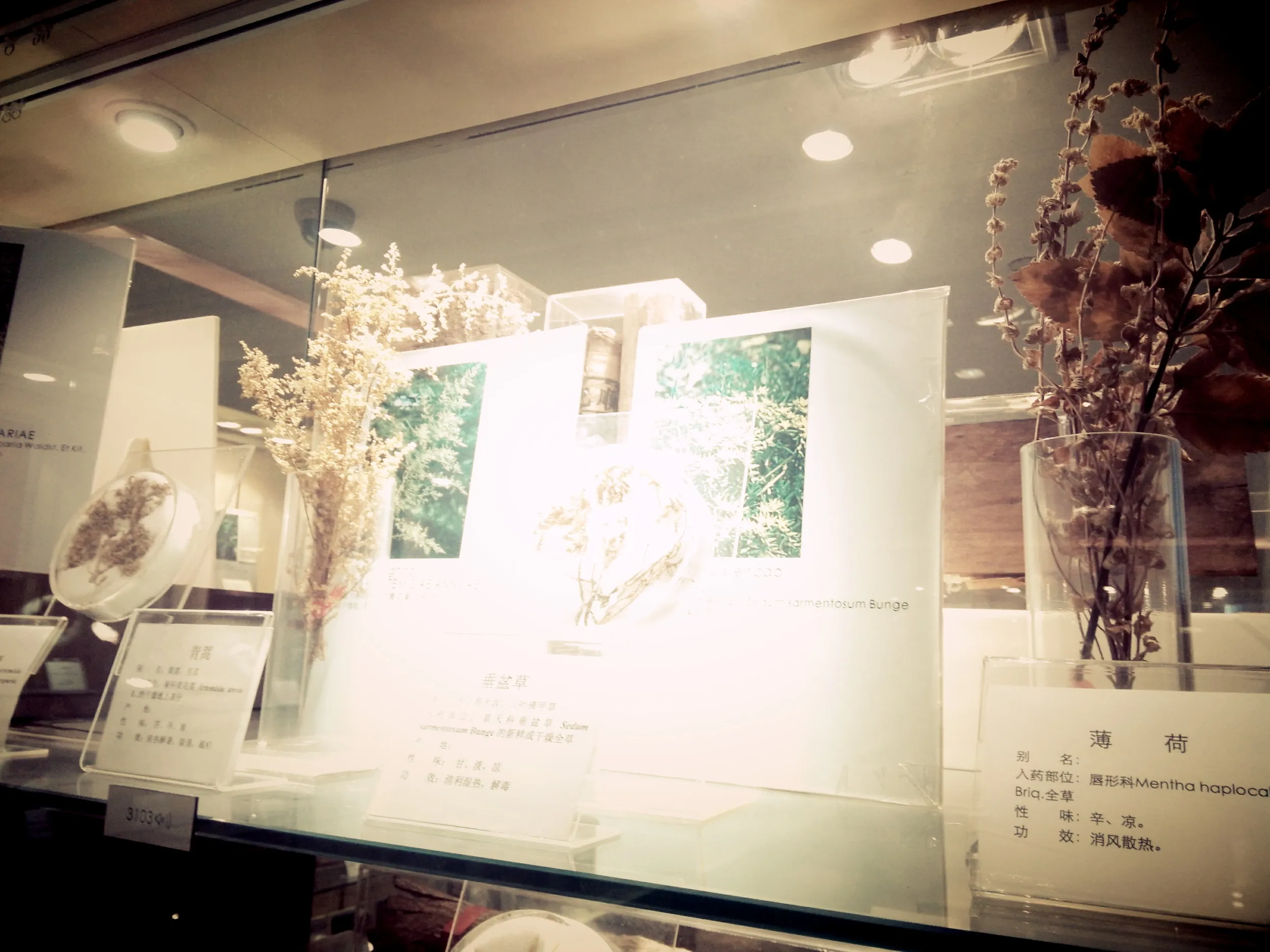 上海中医葯博物館