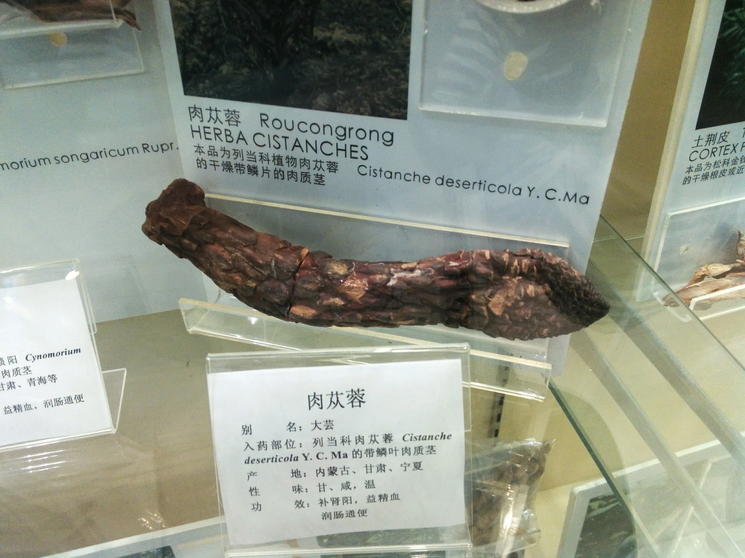 上海中医葯博物館