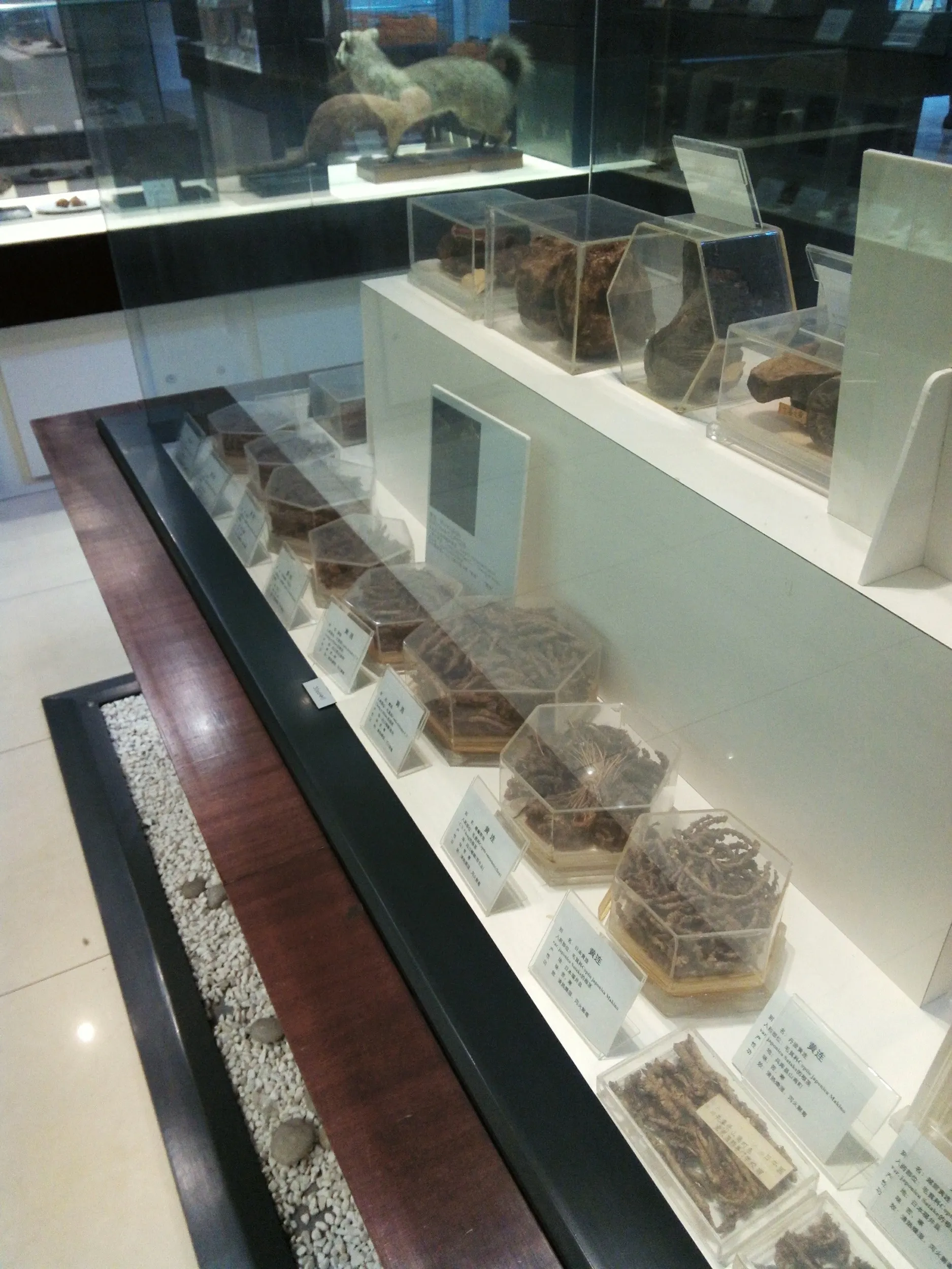 上海中医葯博物館