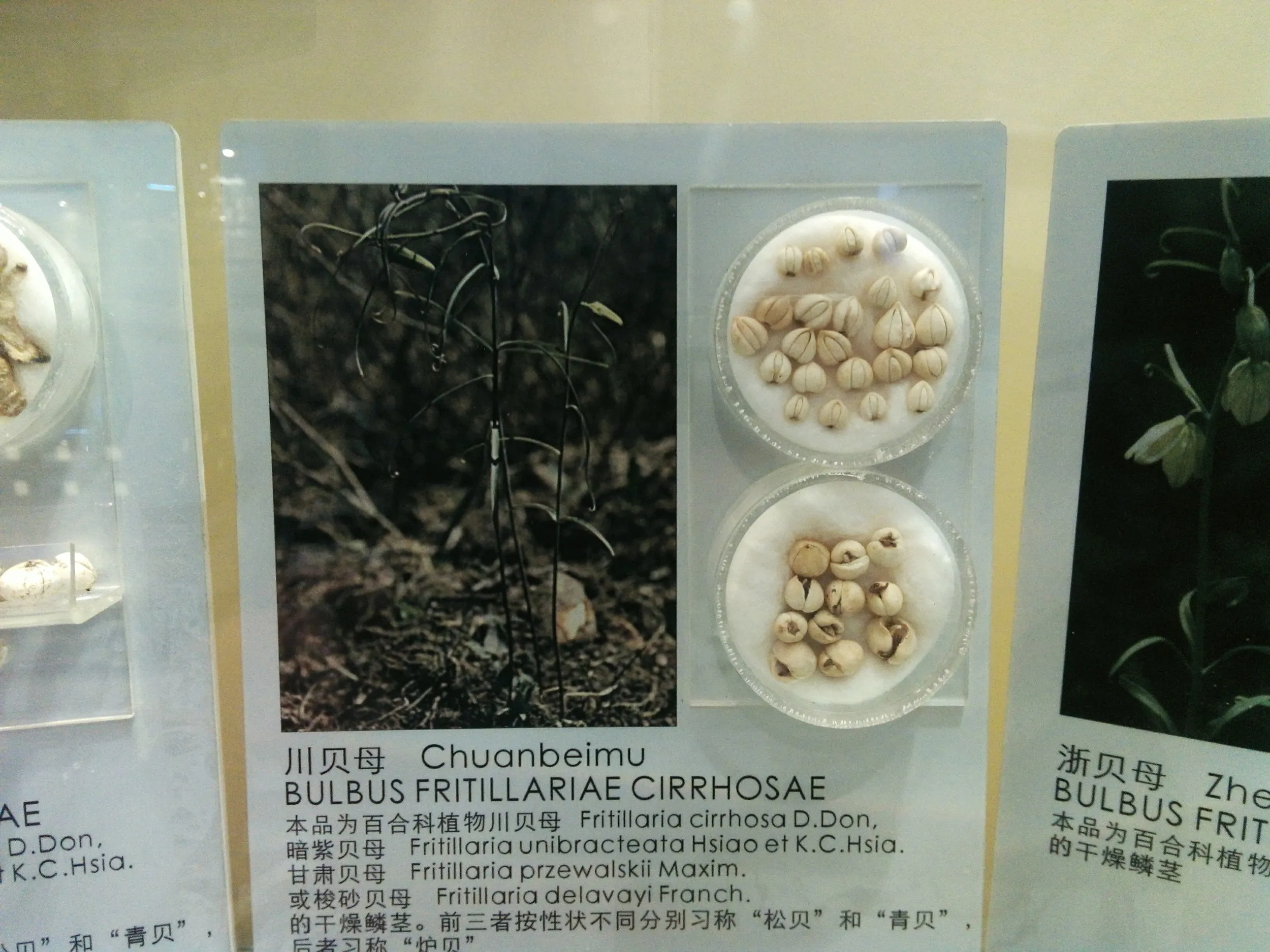 上海中医葯博物館