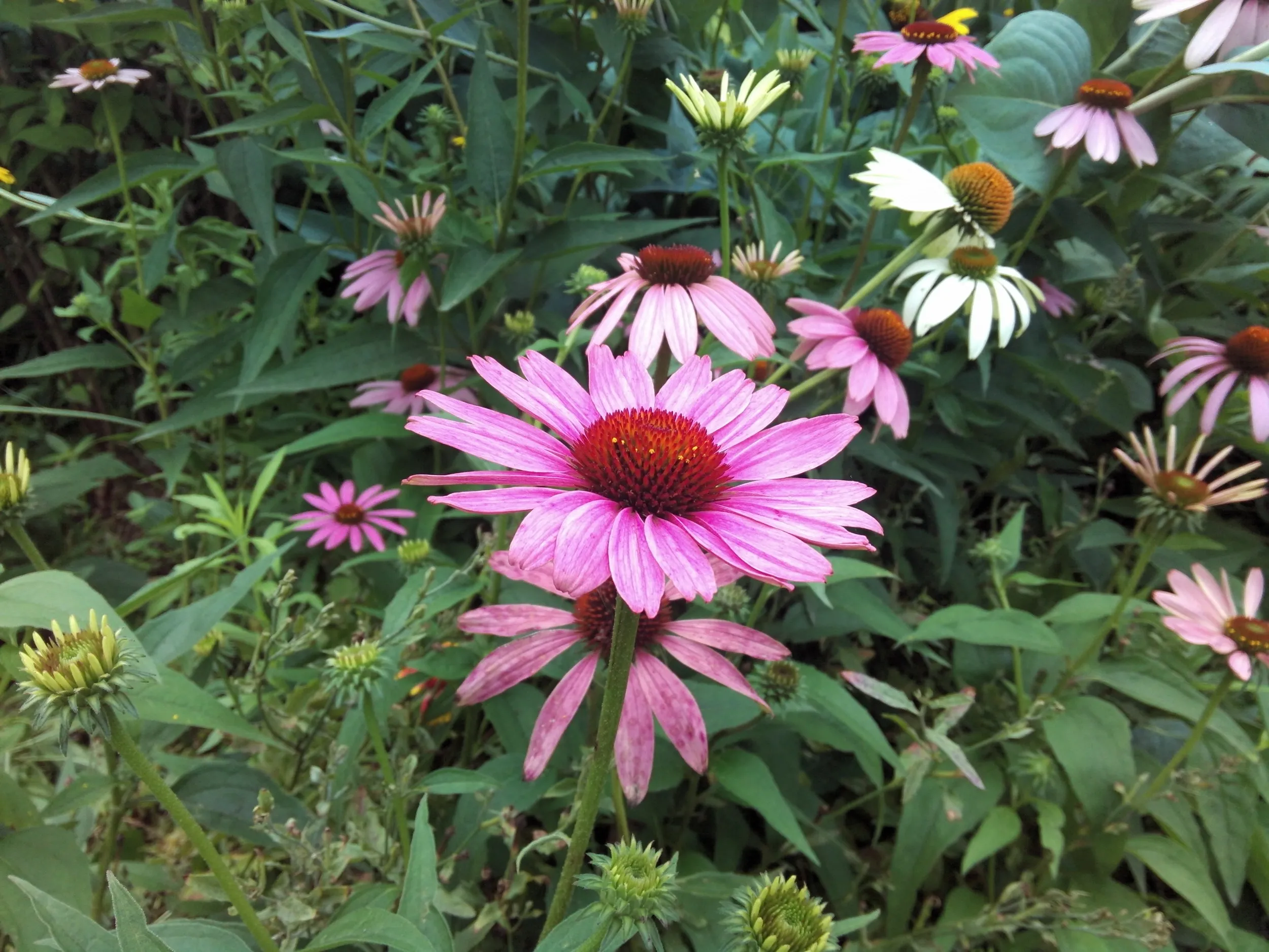 上海植物園観光、菊らしき花