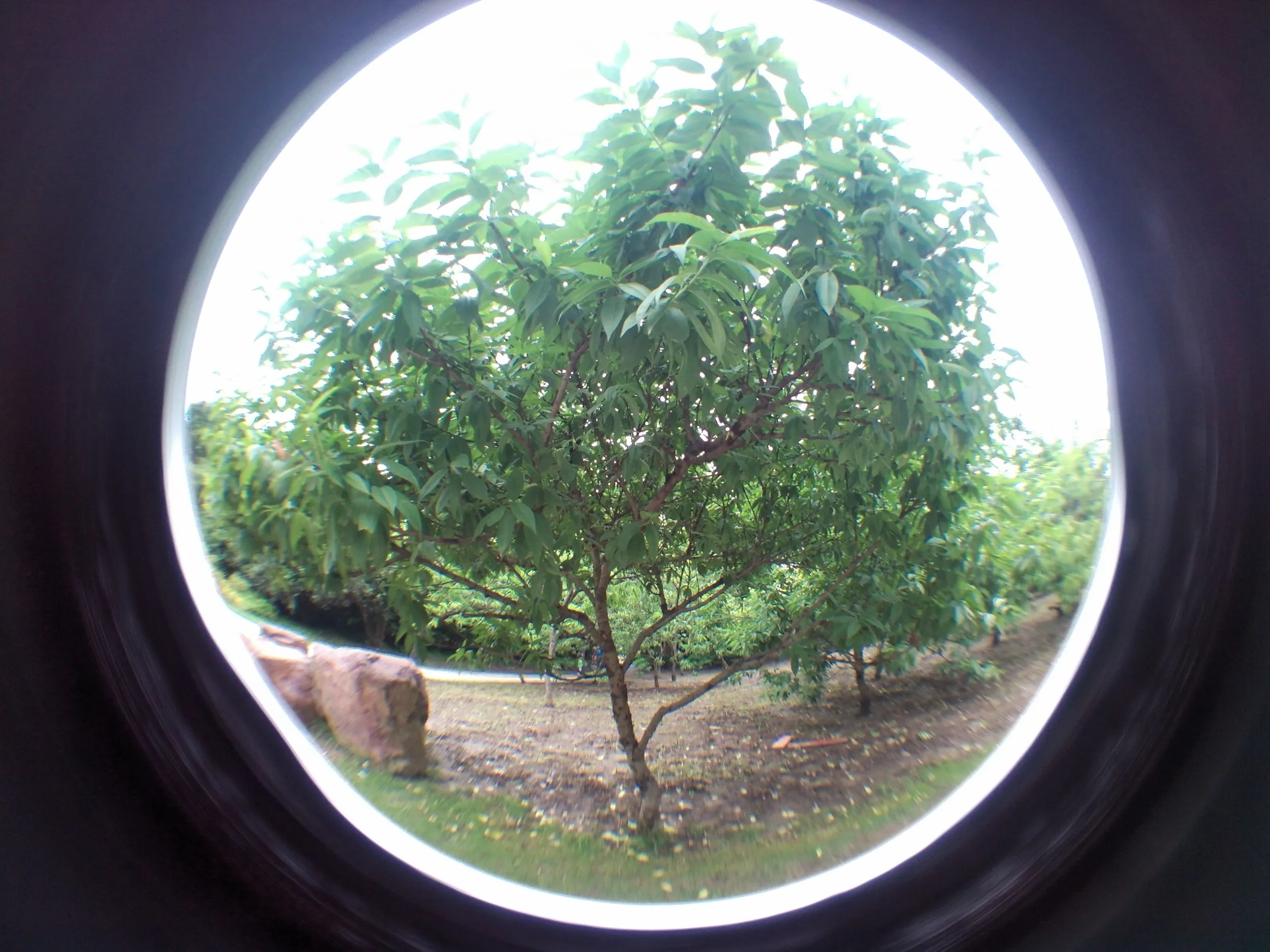上海植物園観光