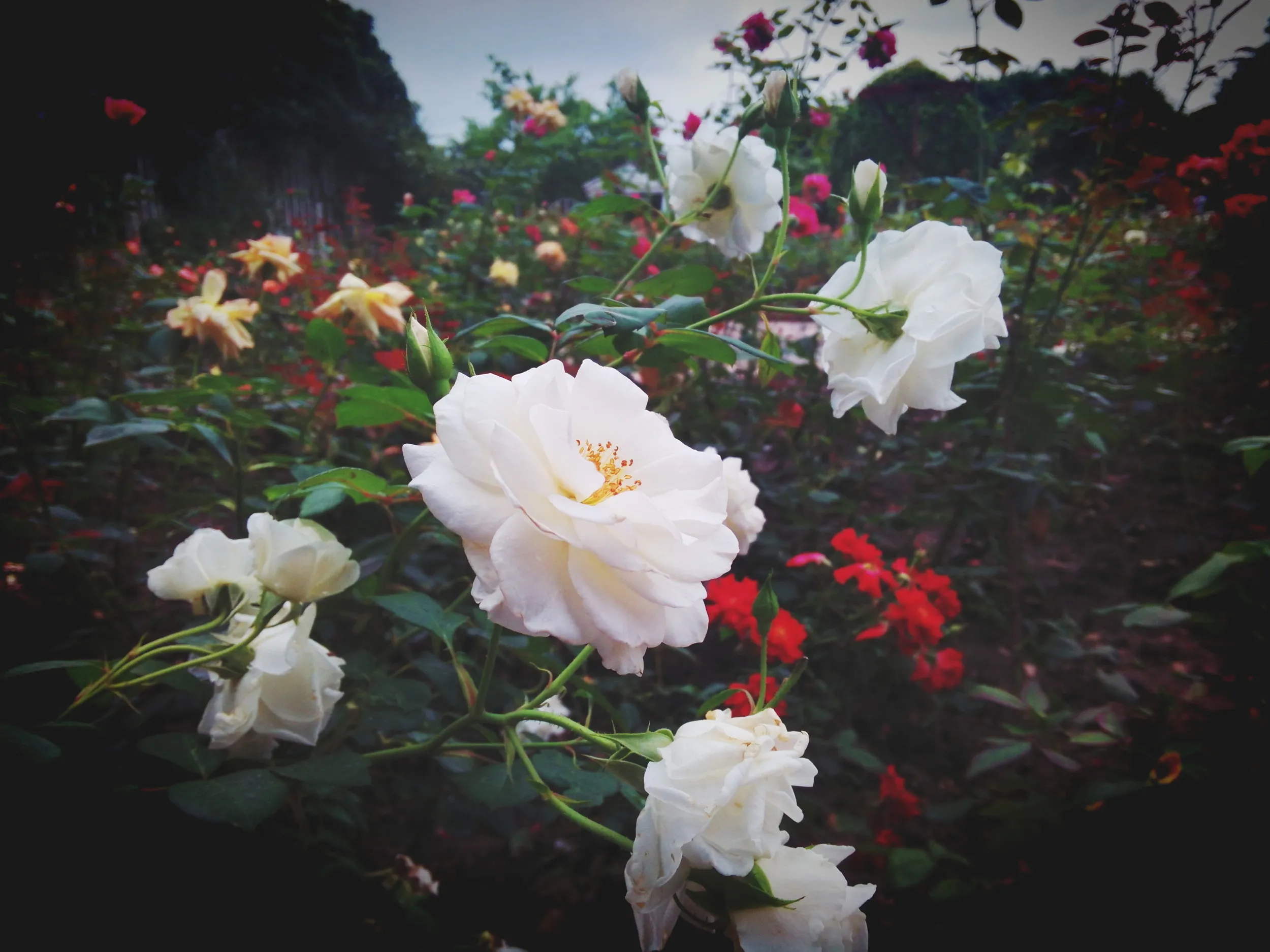 上海植物園観光、薔薇園