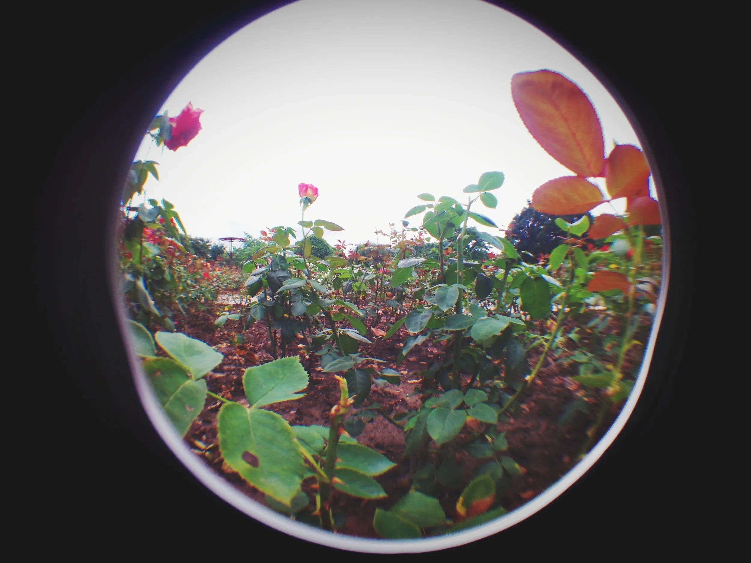 上海植物園観光、薔薇園