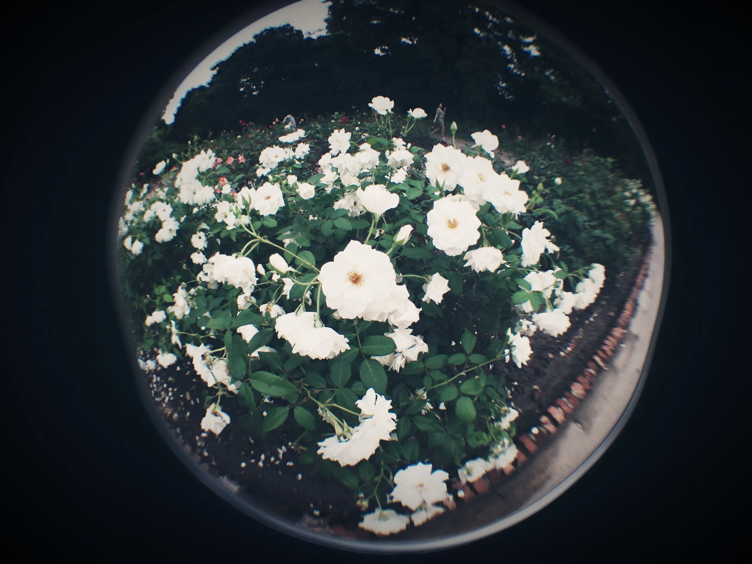 上海植物園観光、薔薇園