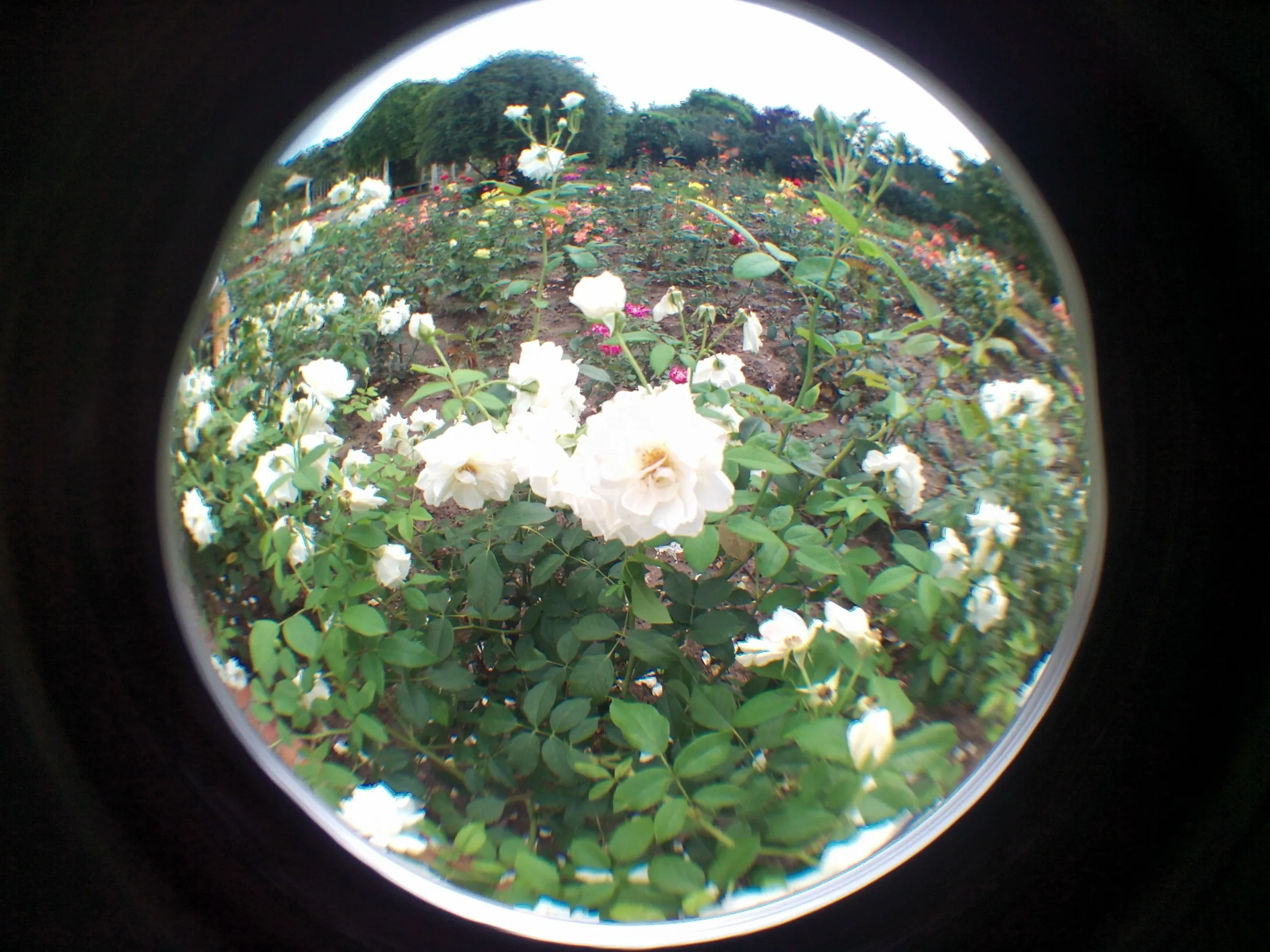 上海植物園観光、薔薇園