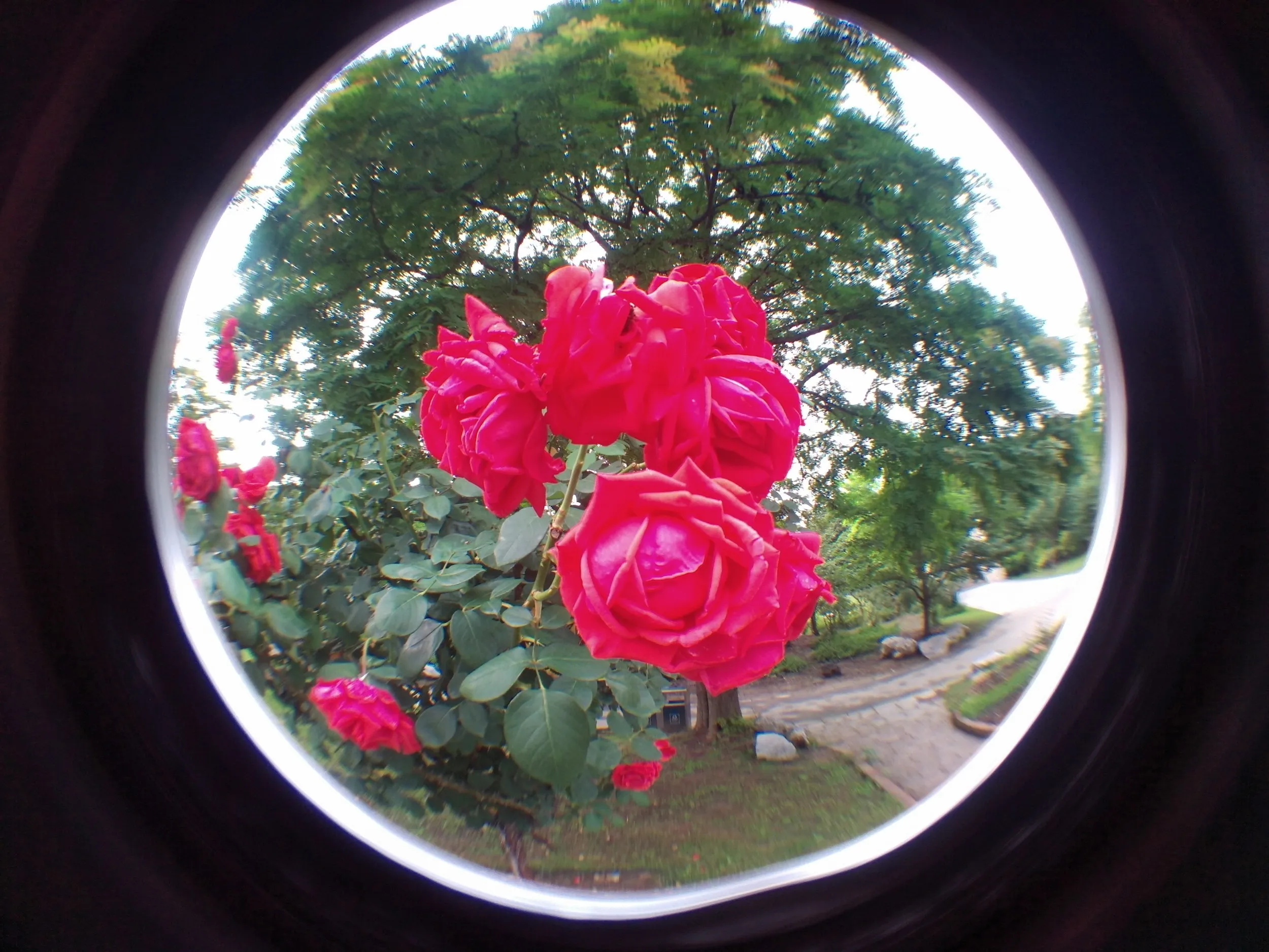 上海植物園観光、薔薇園