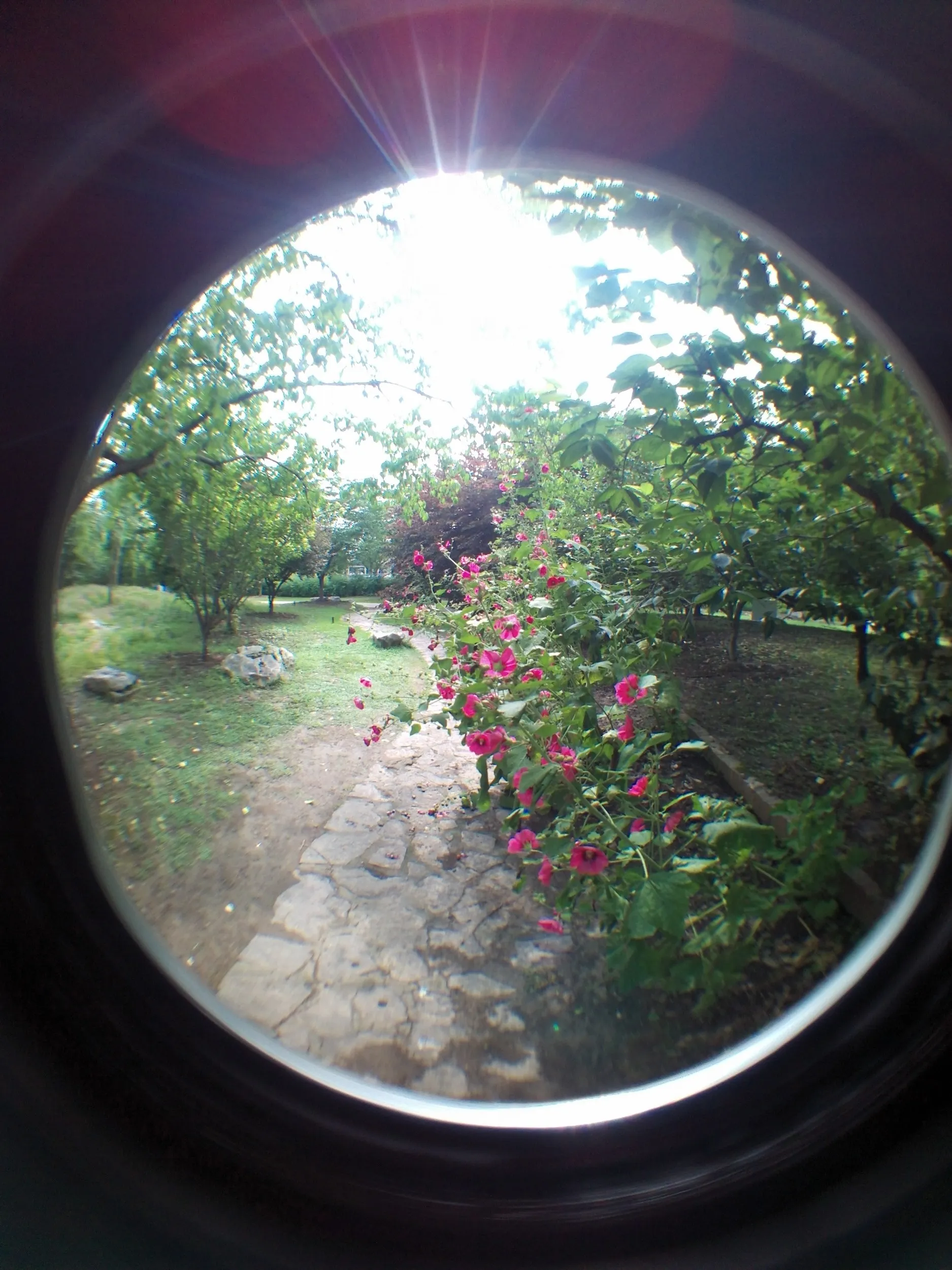 上海植物園観光、薔薇園
