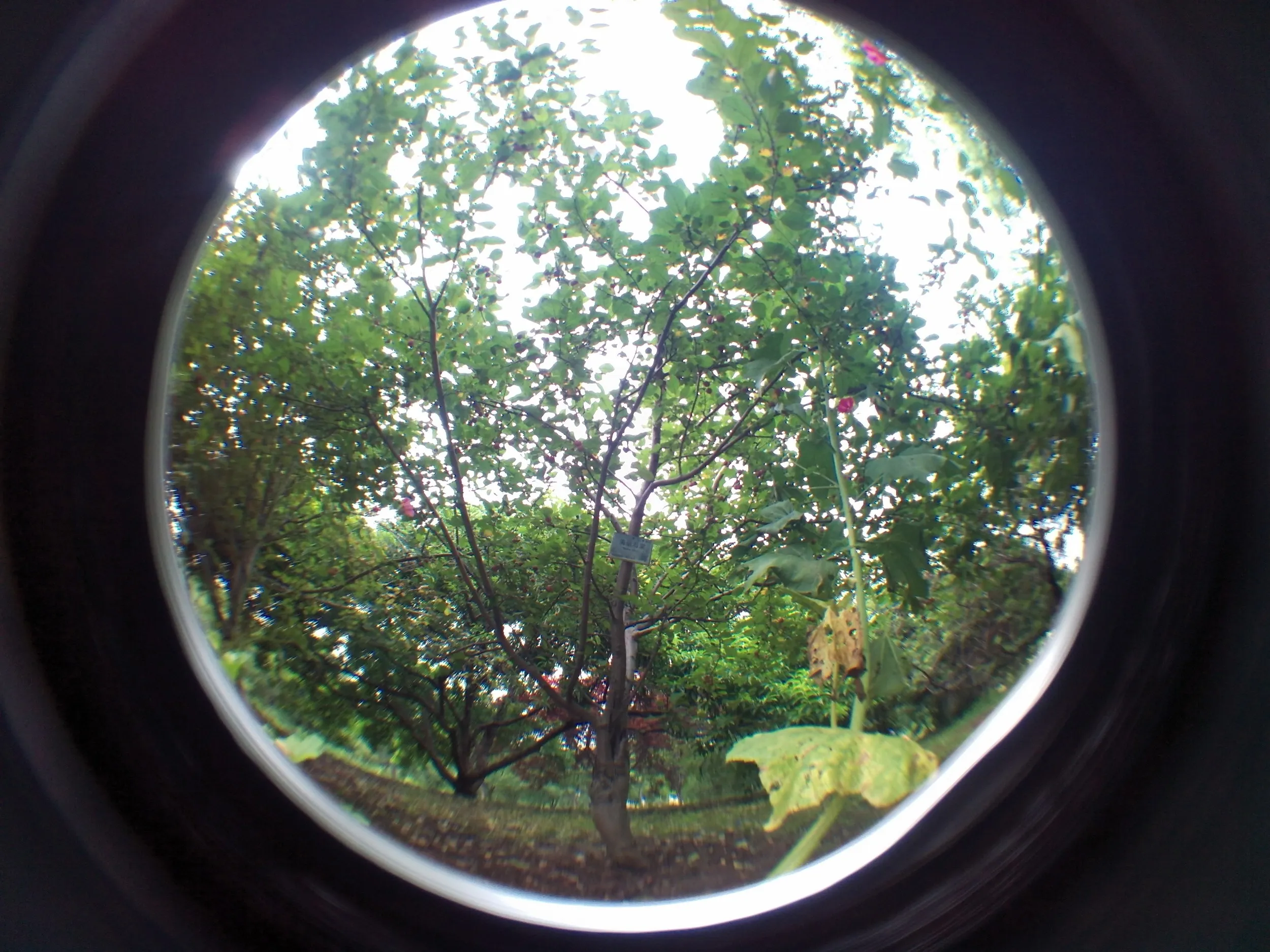 上海植物園観光