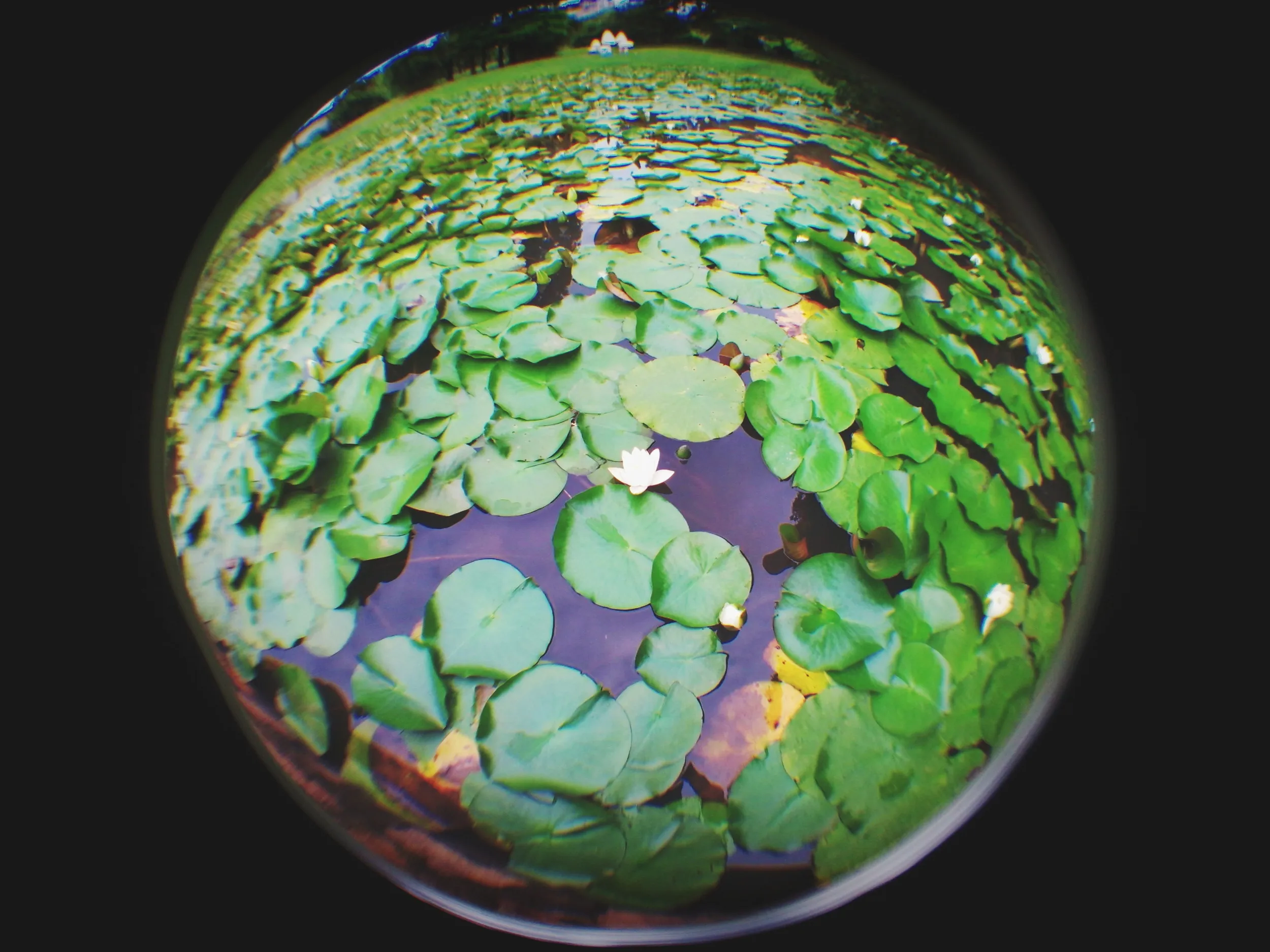 上海植物園観光、蓮の花