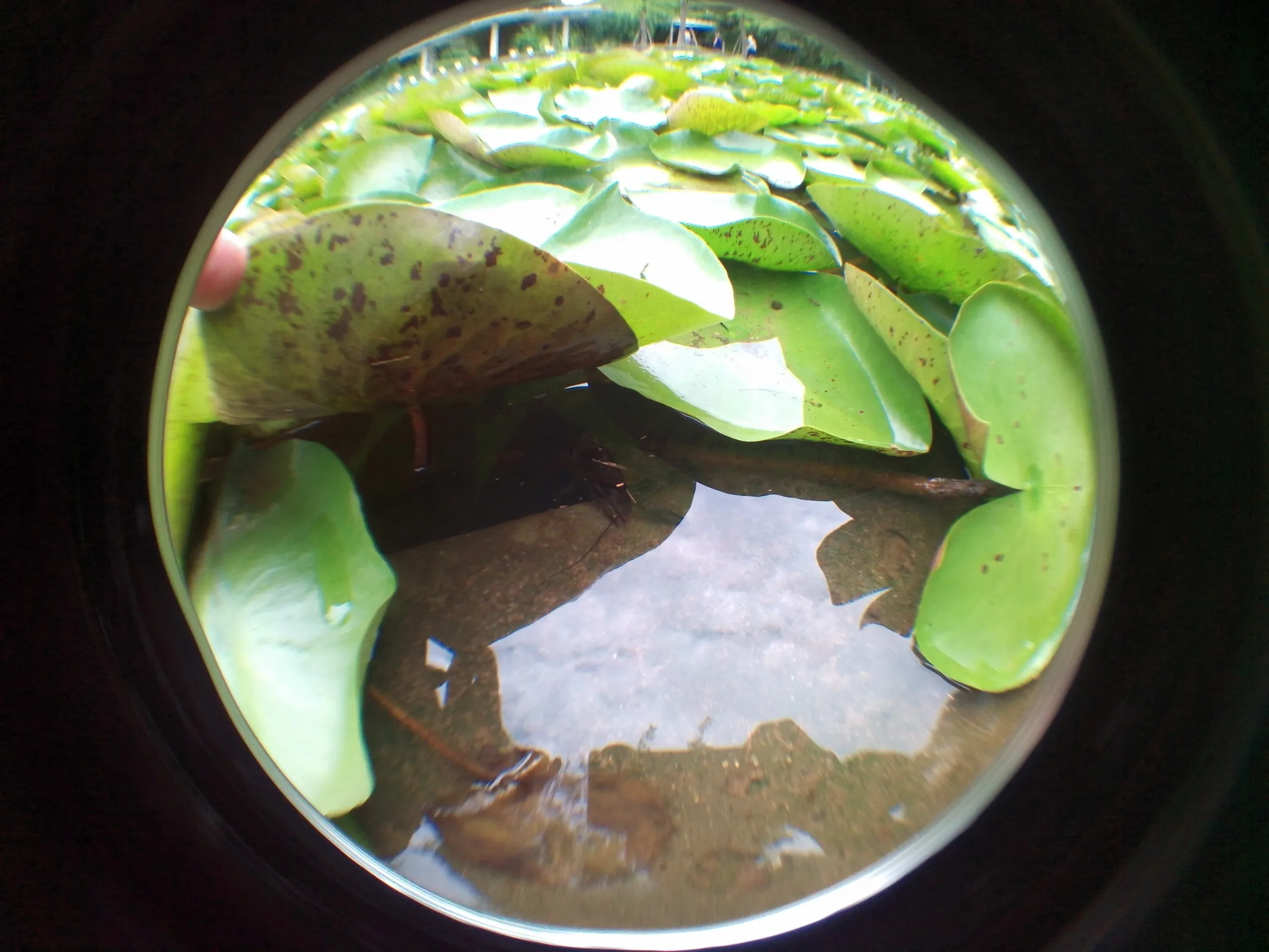 上海植物園観光