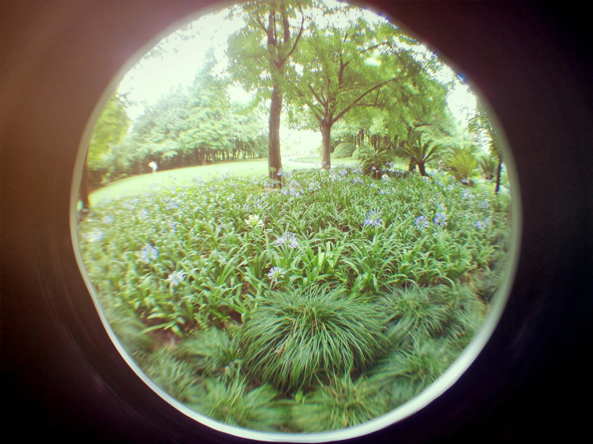 上海植物園観光
