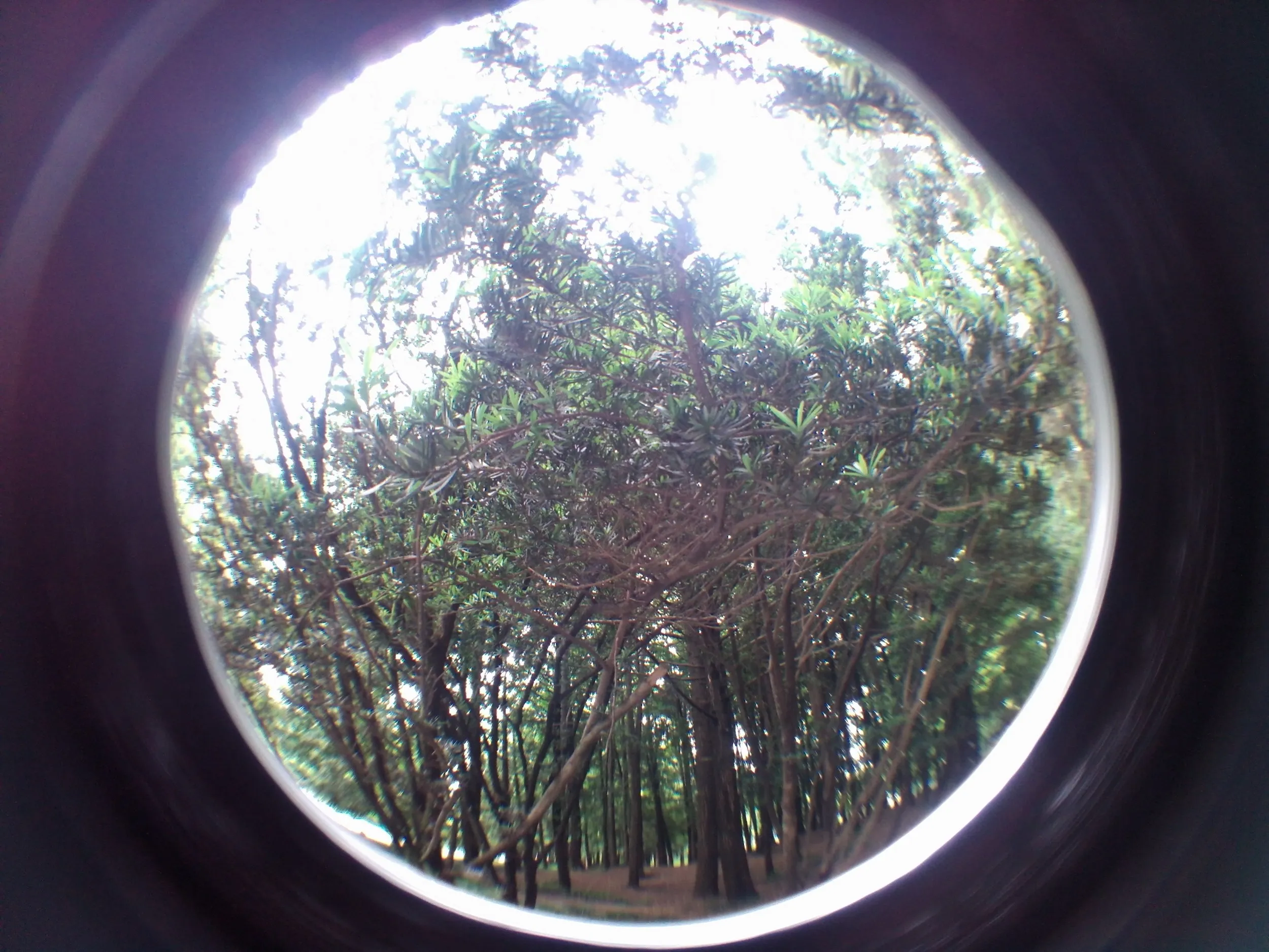 上海植物園観光