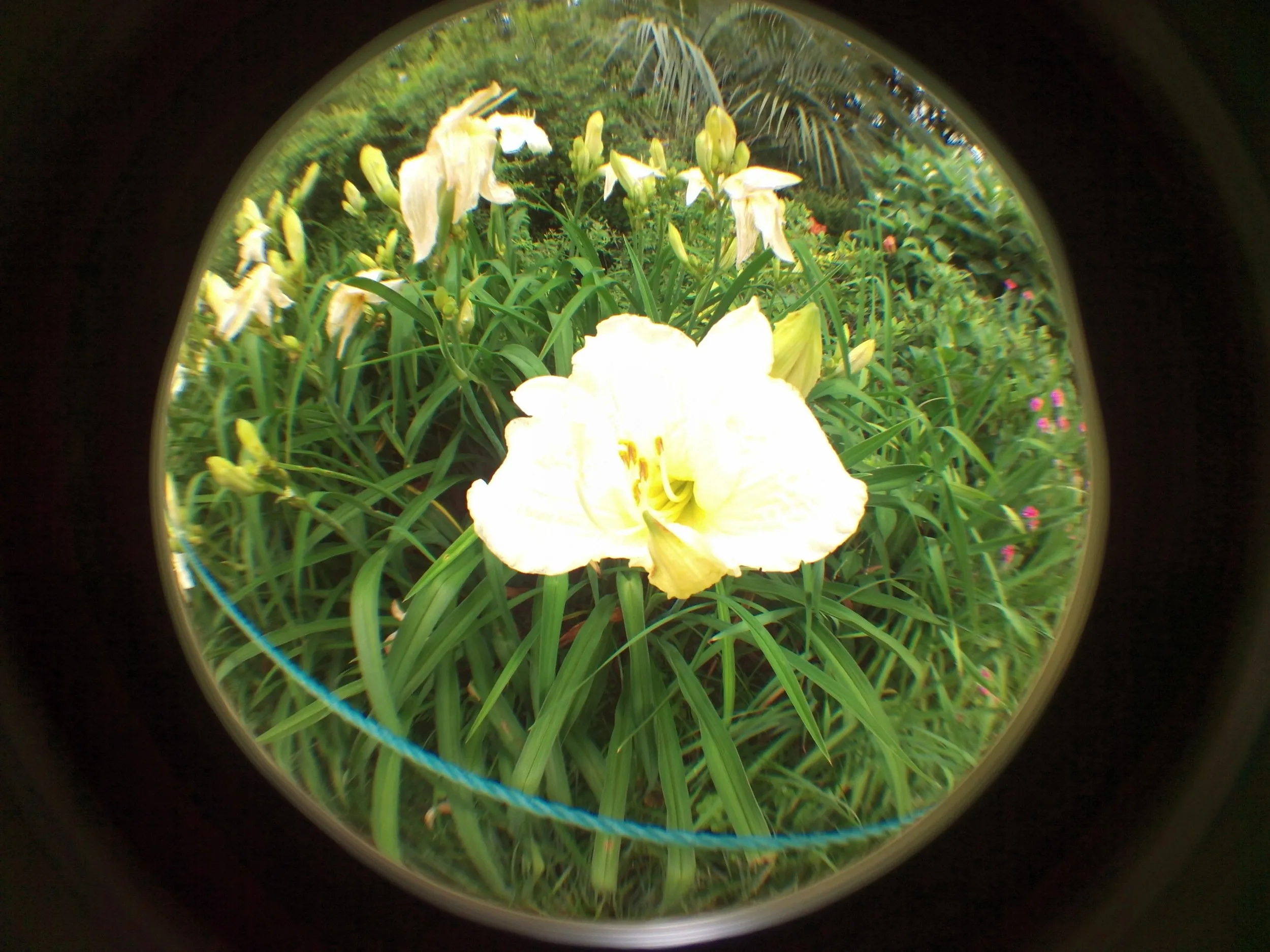 上海植物園観光