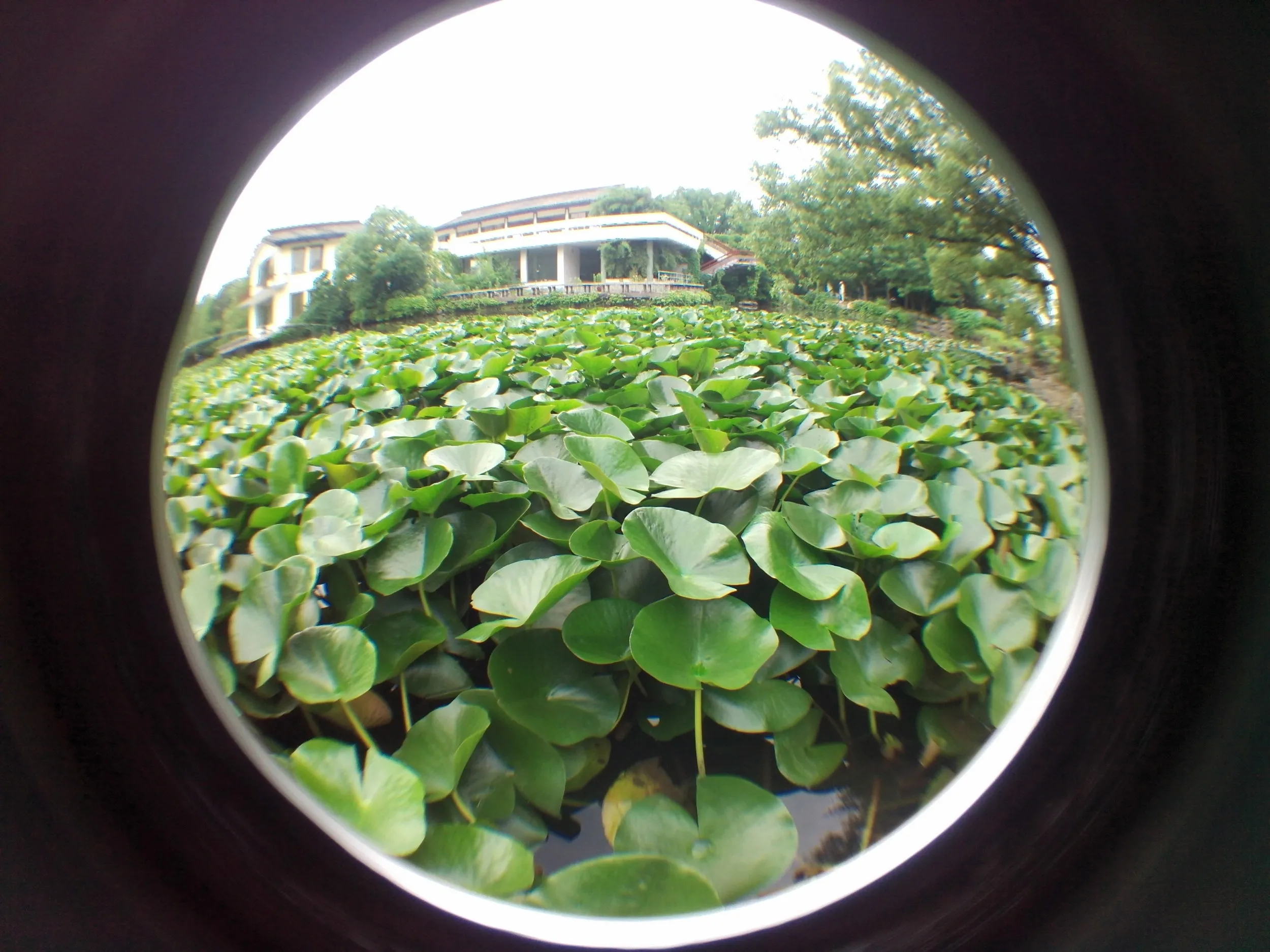 上海植物園観光