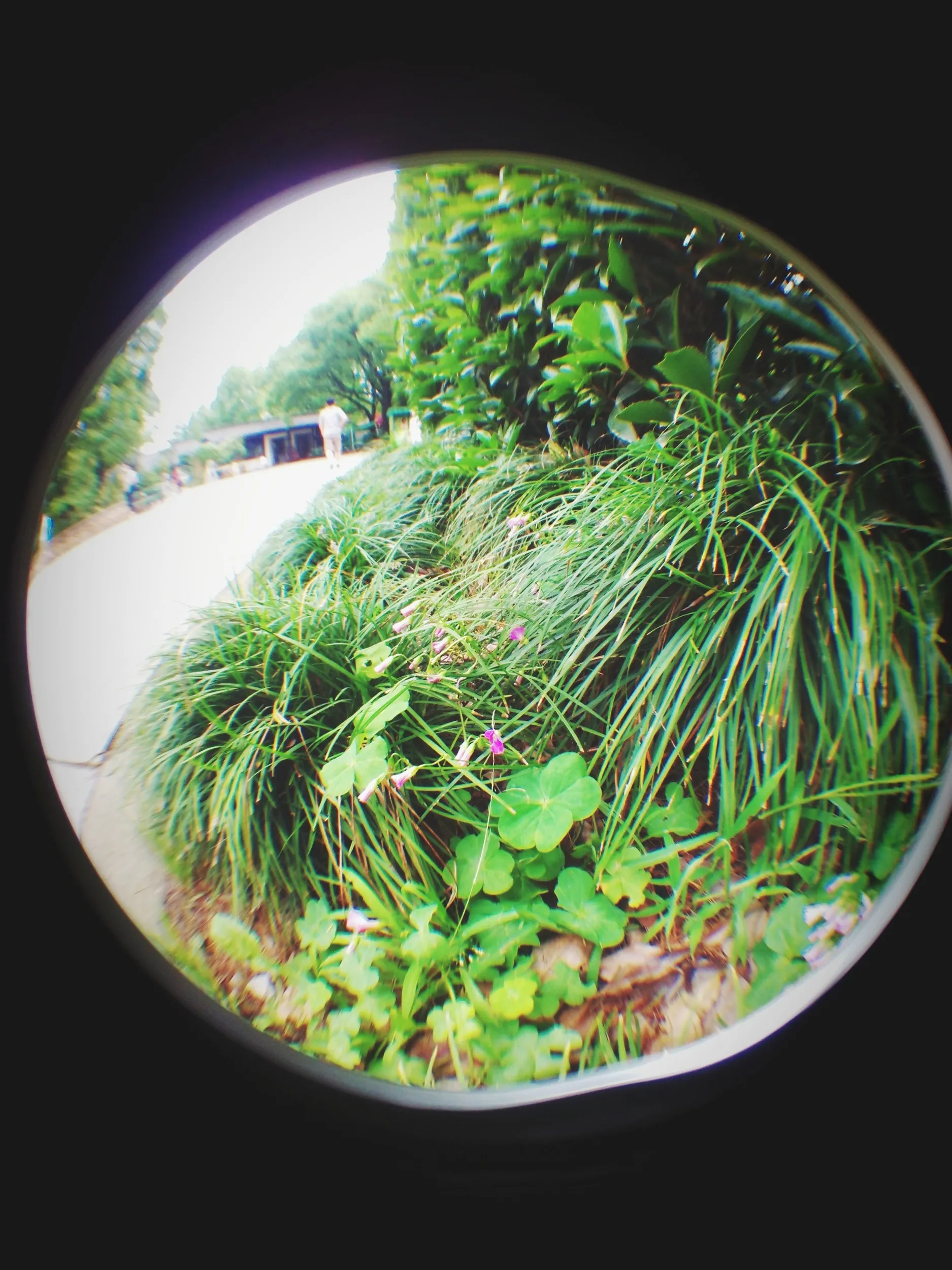 上海植物園観光