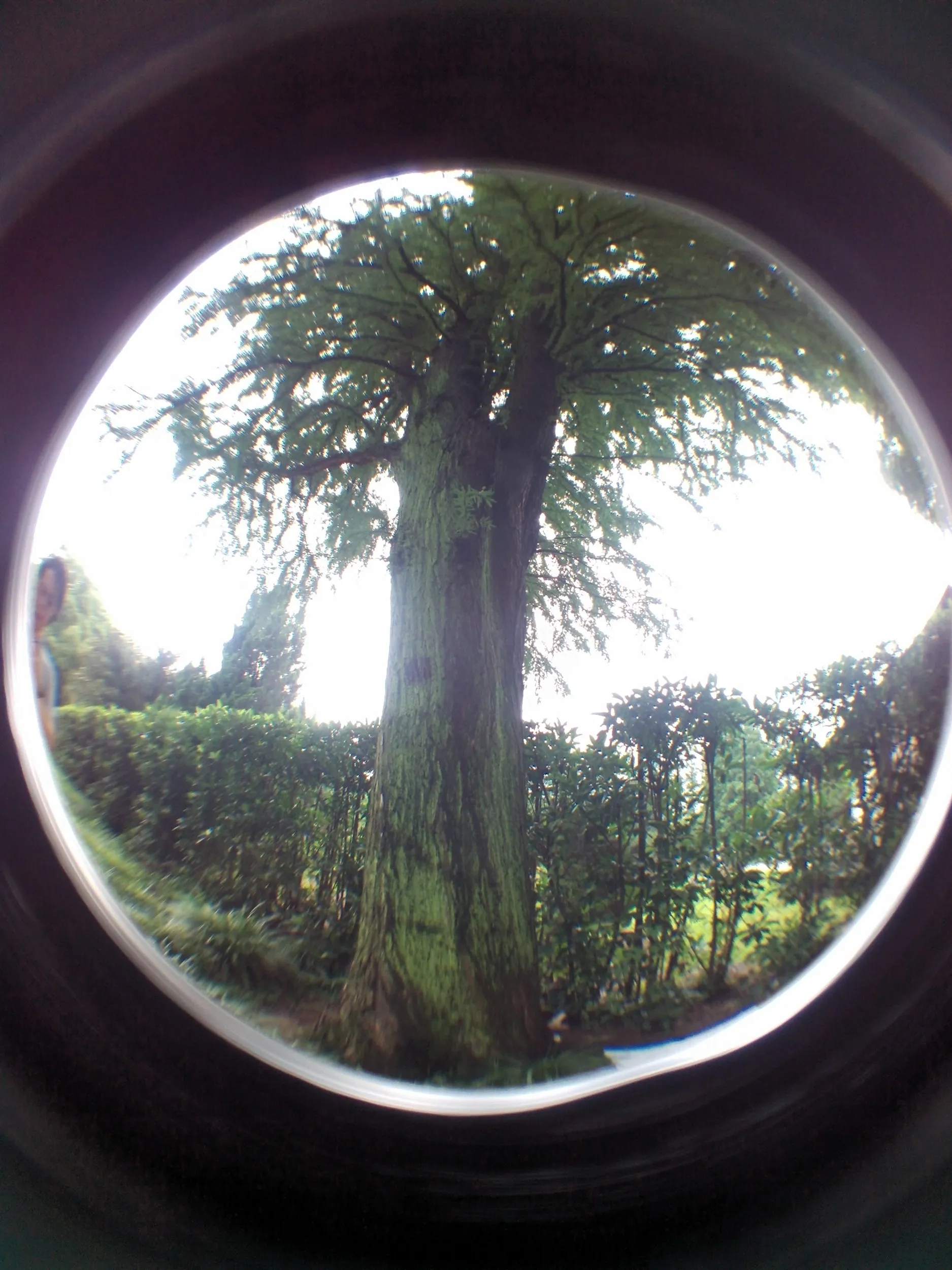 上海植物園観光