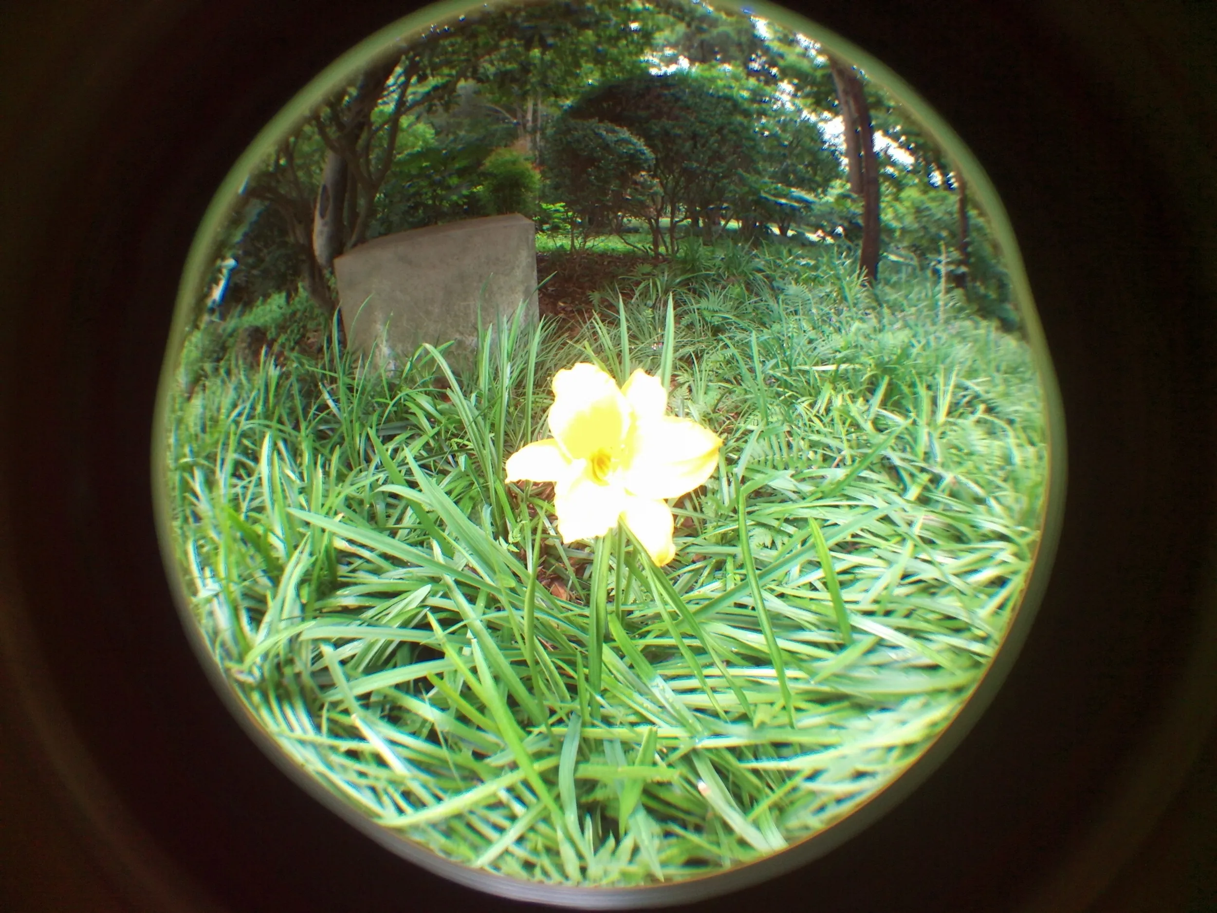 上海植物園観光
