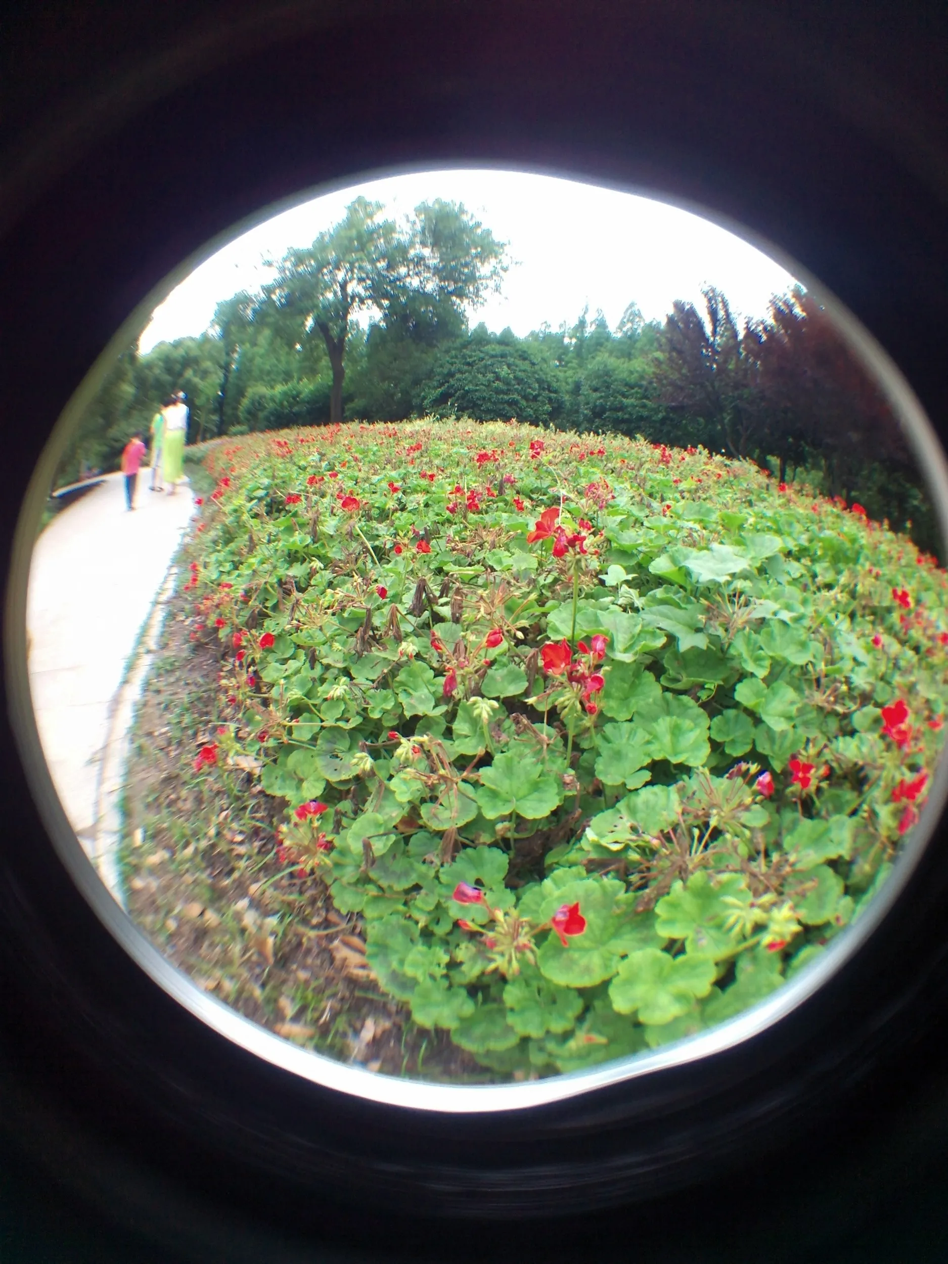 上海植物園観光
