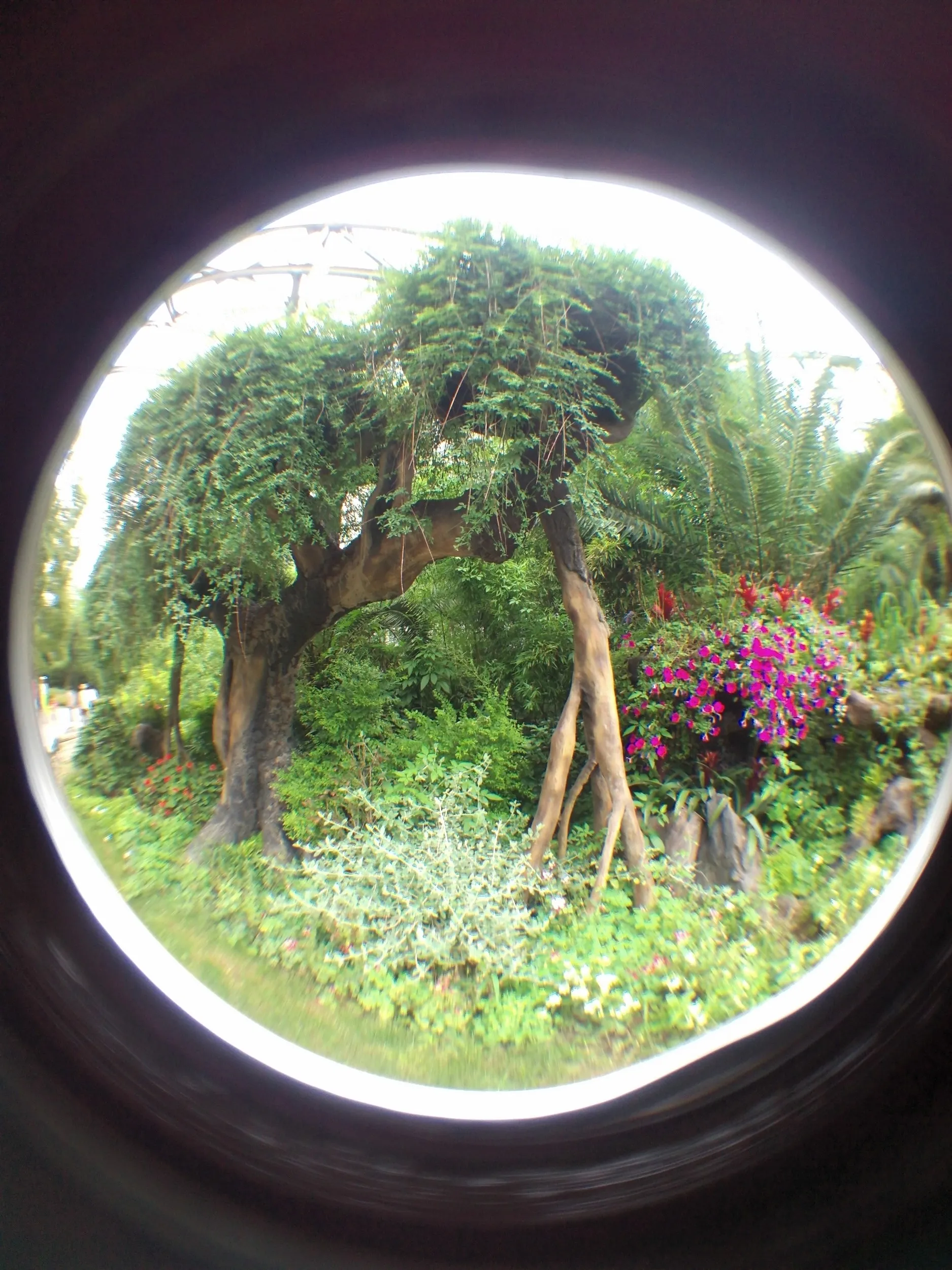上海植物園観光