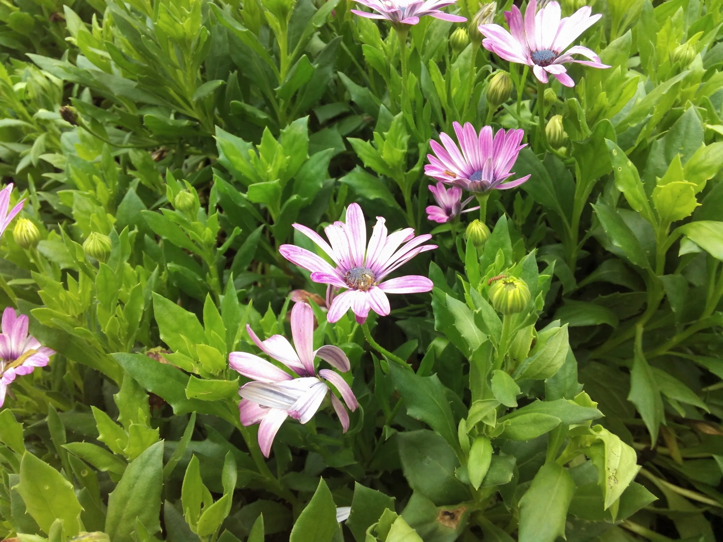上海植物園観光