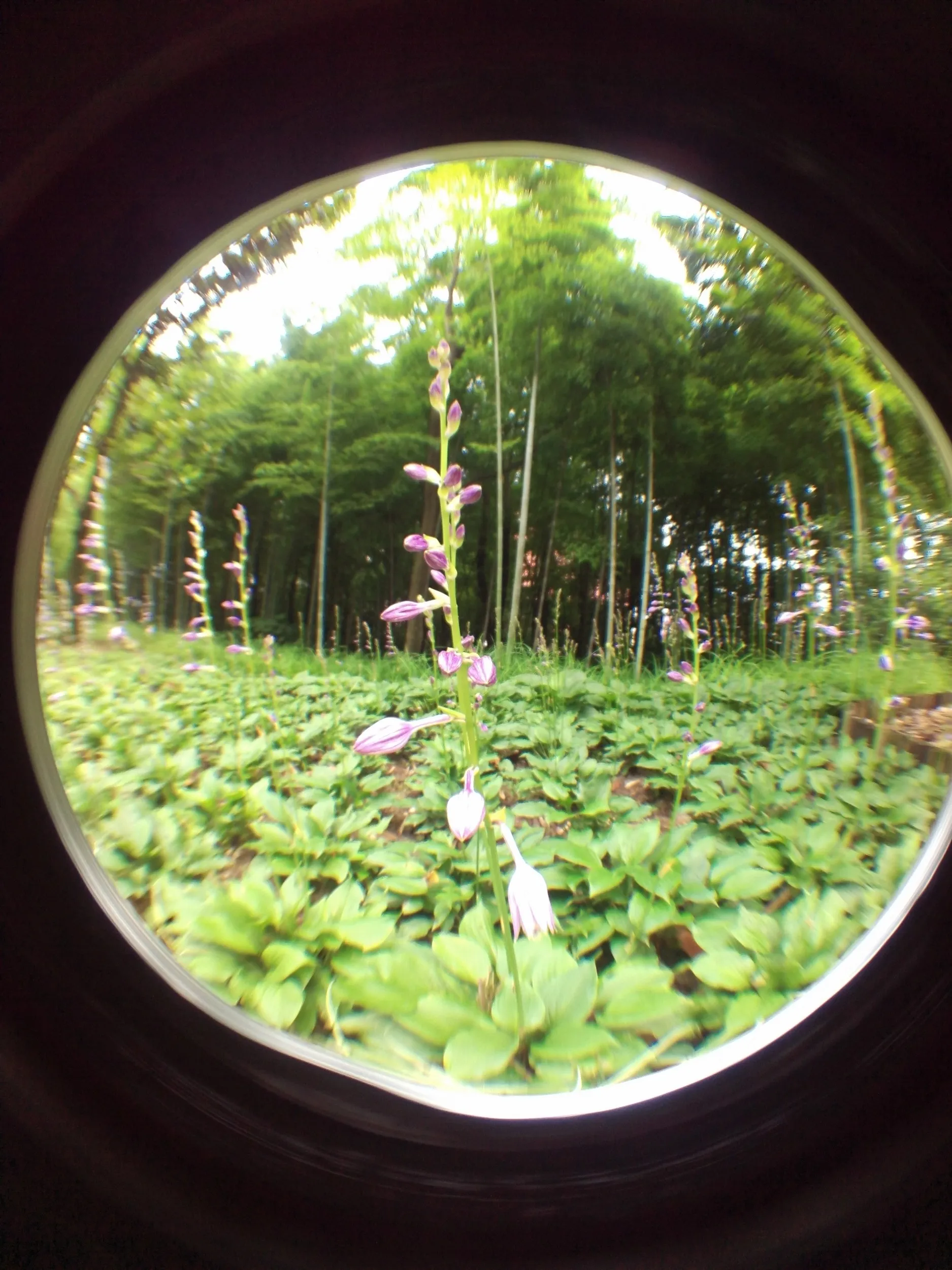 上海植物園観光