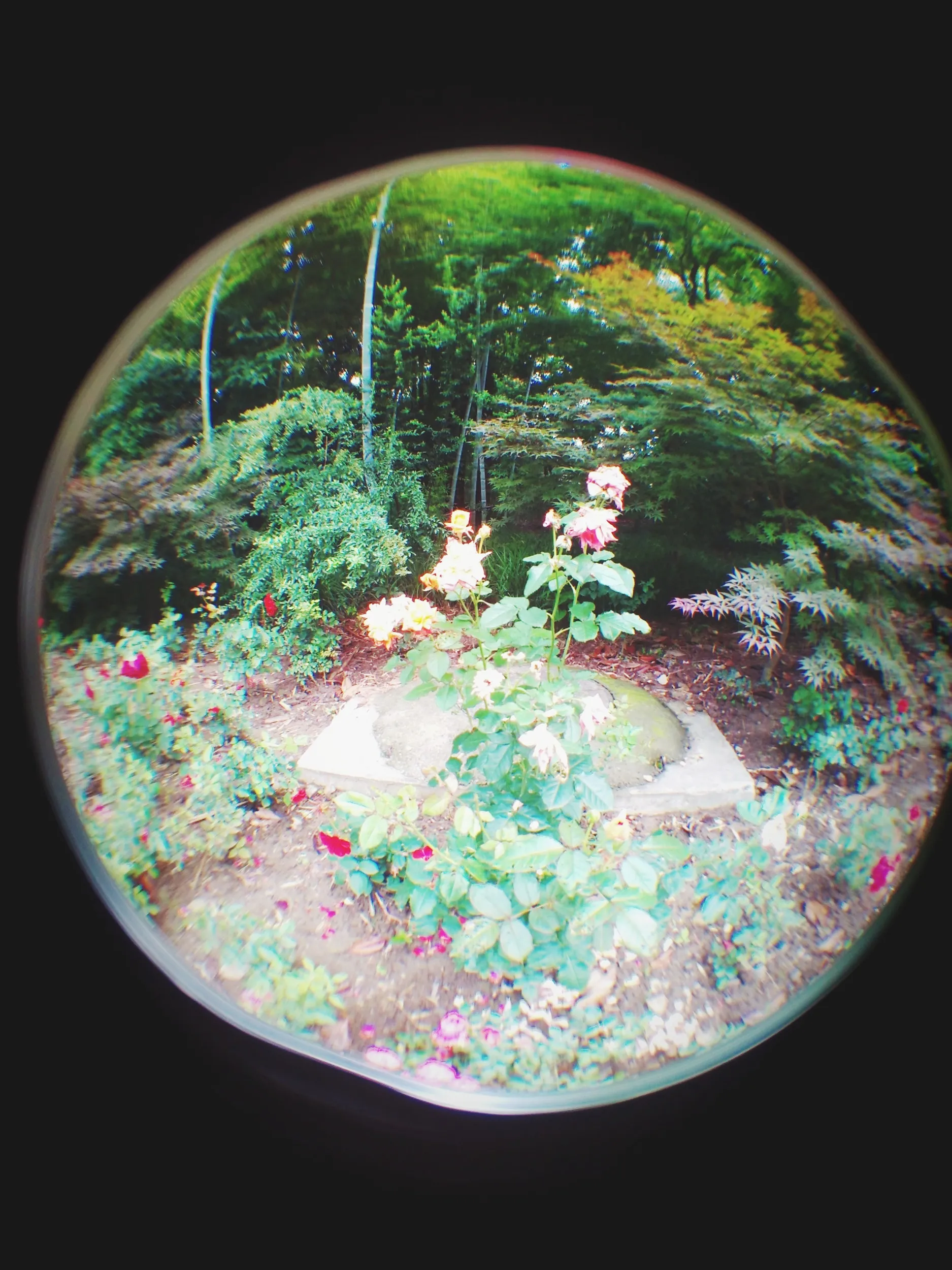 上海植物園観光