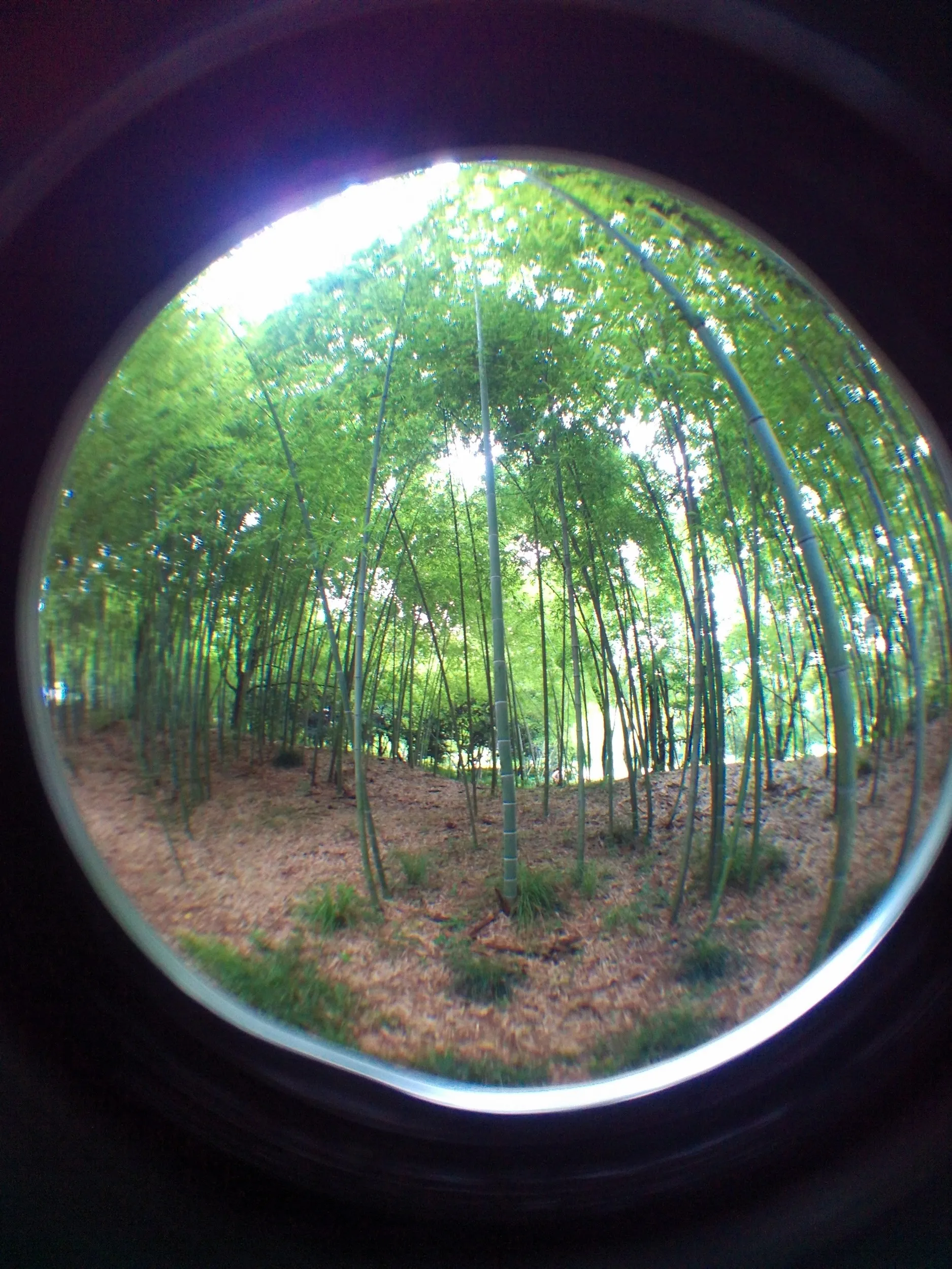 上海植物園観光