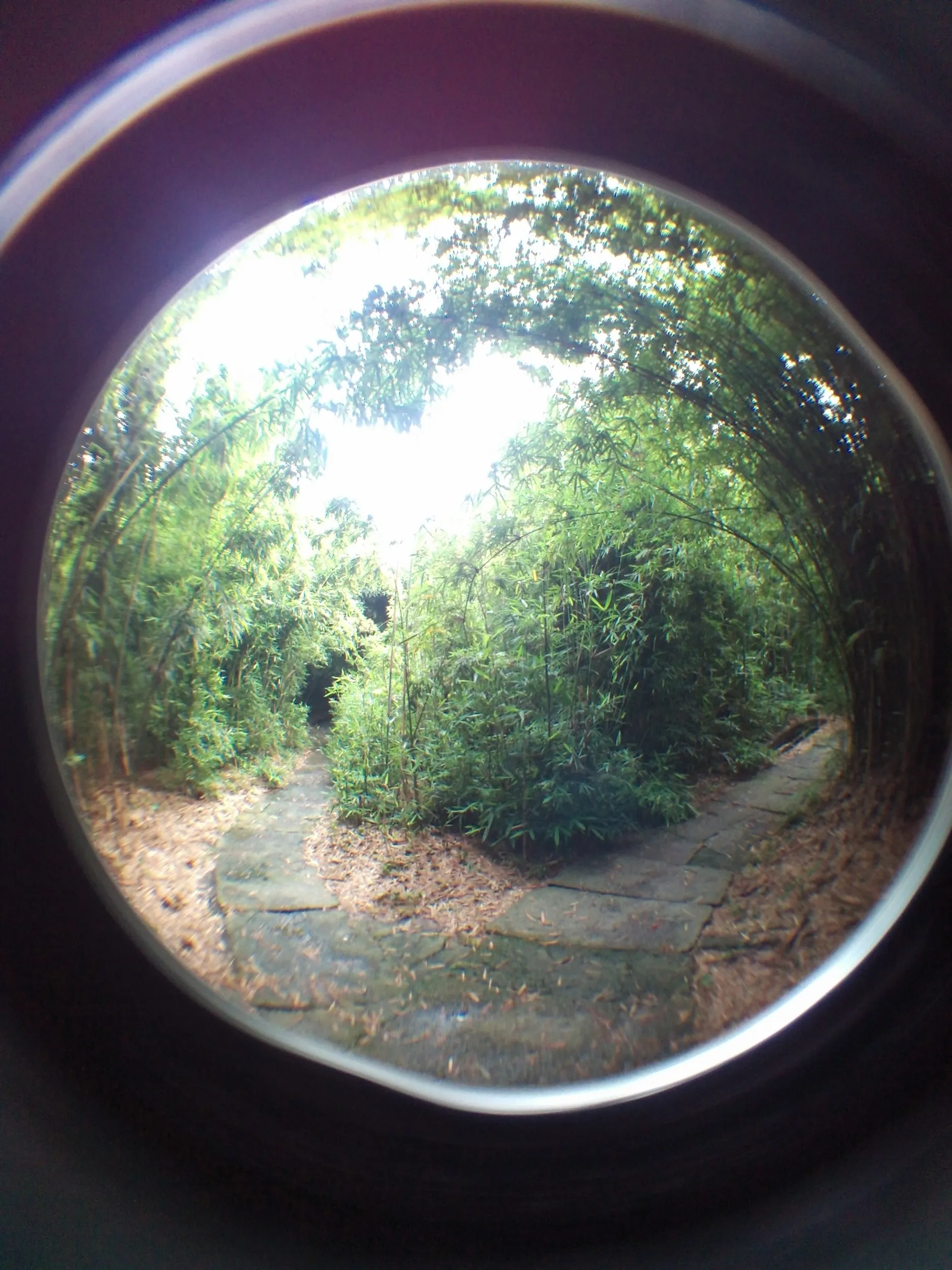 上海植物園観光、竹園