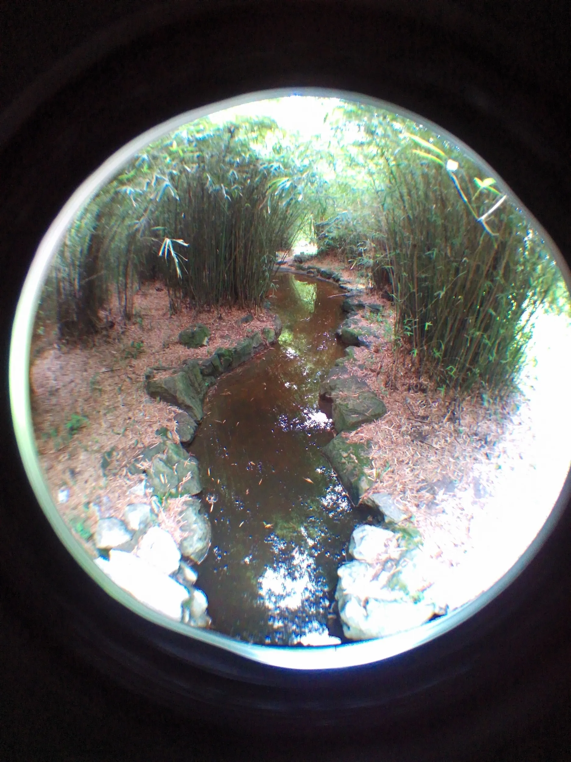 上海植物園観光、竹園