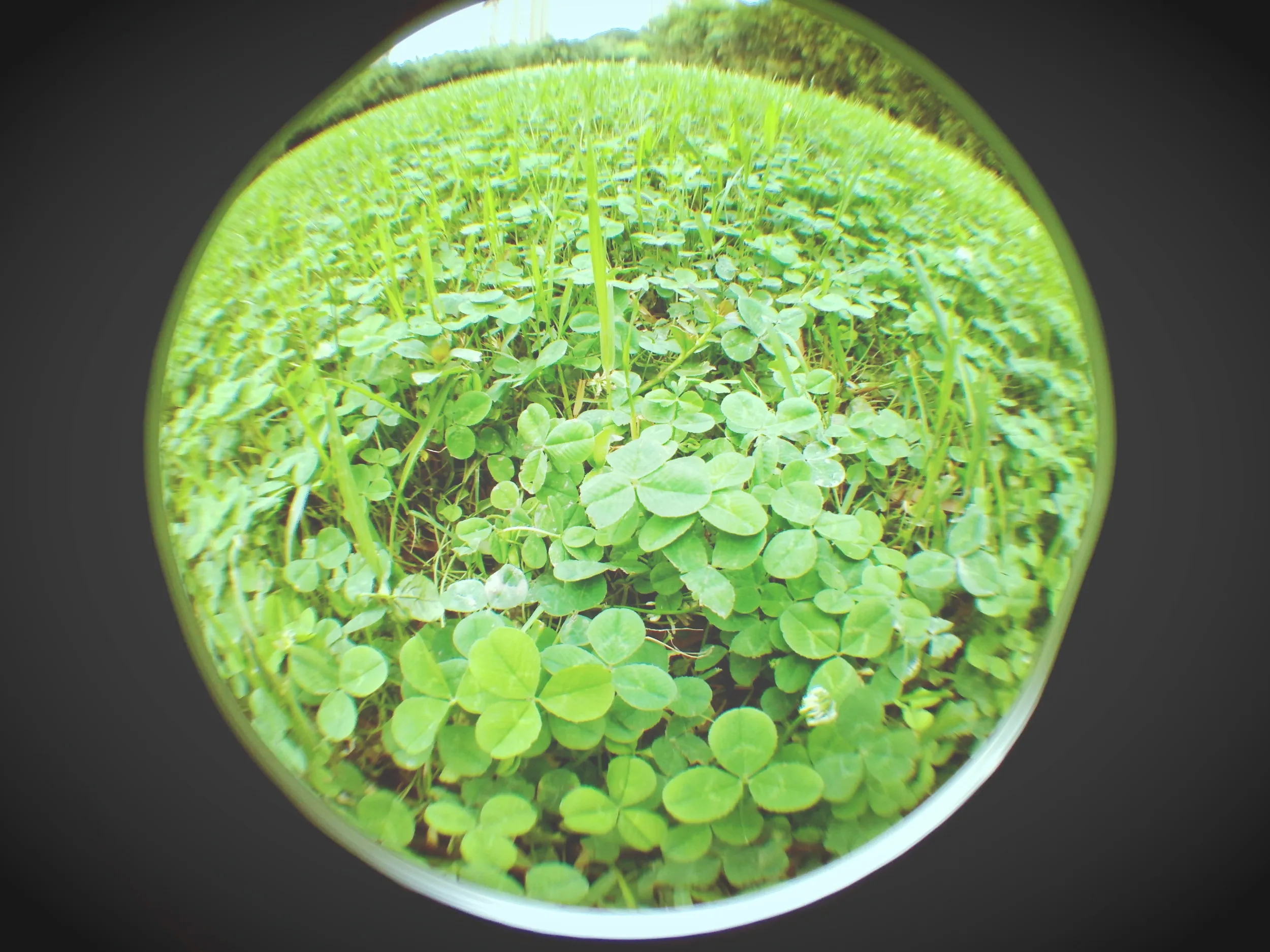 上海植物園観光、竹園付近
