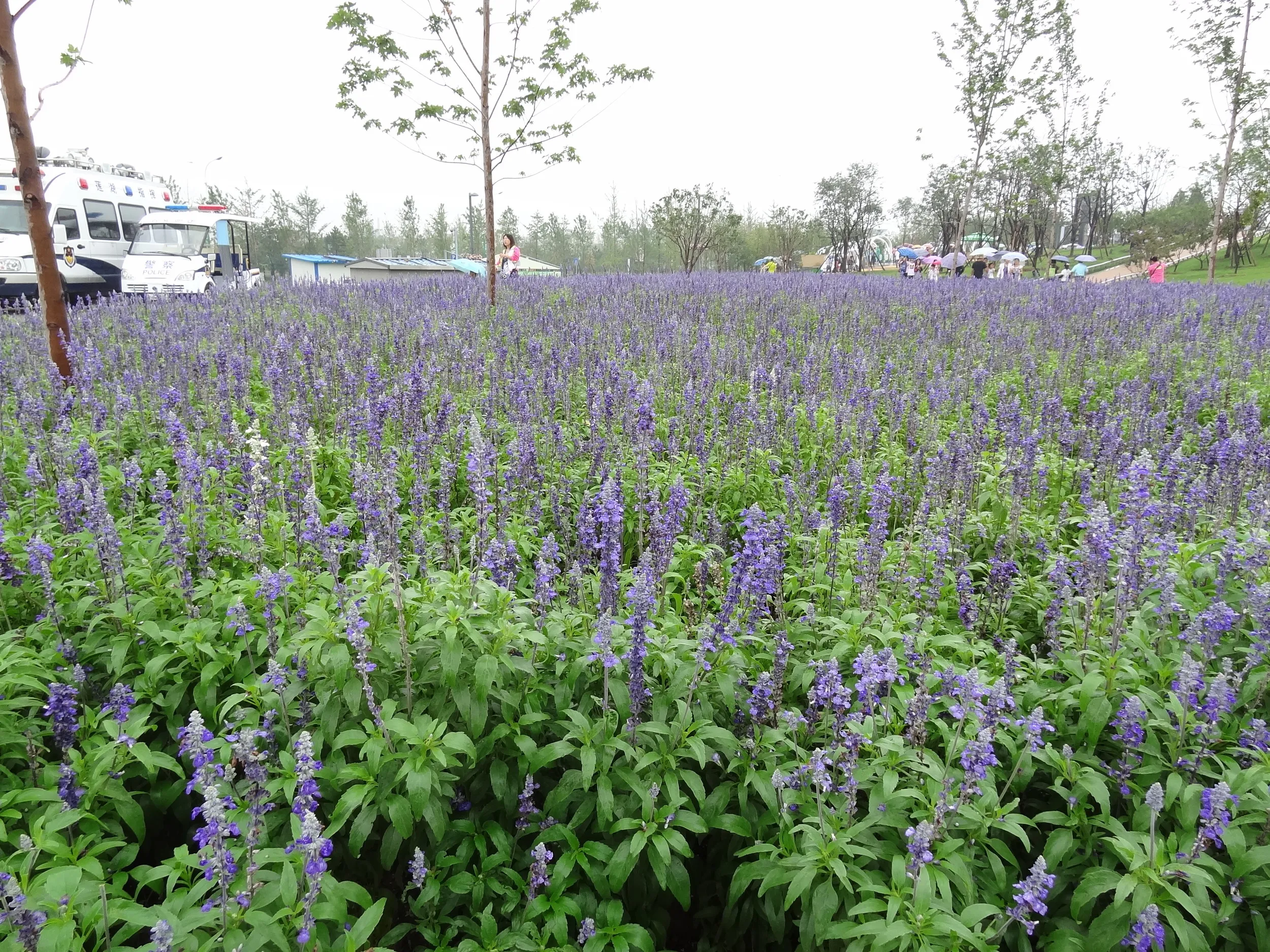 花壇のラベンダーらしき花