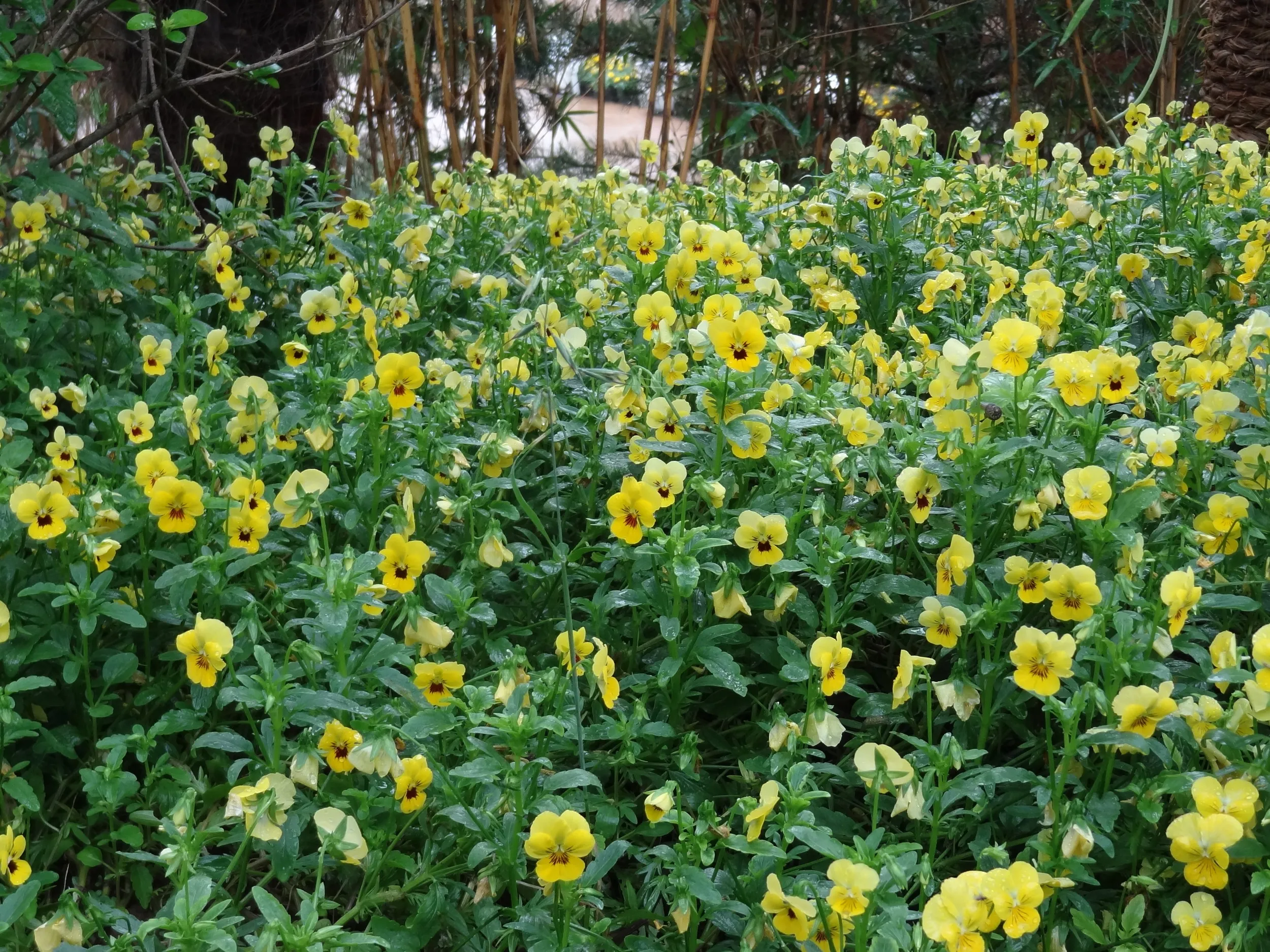会場内に咲く花