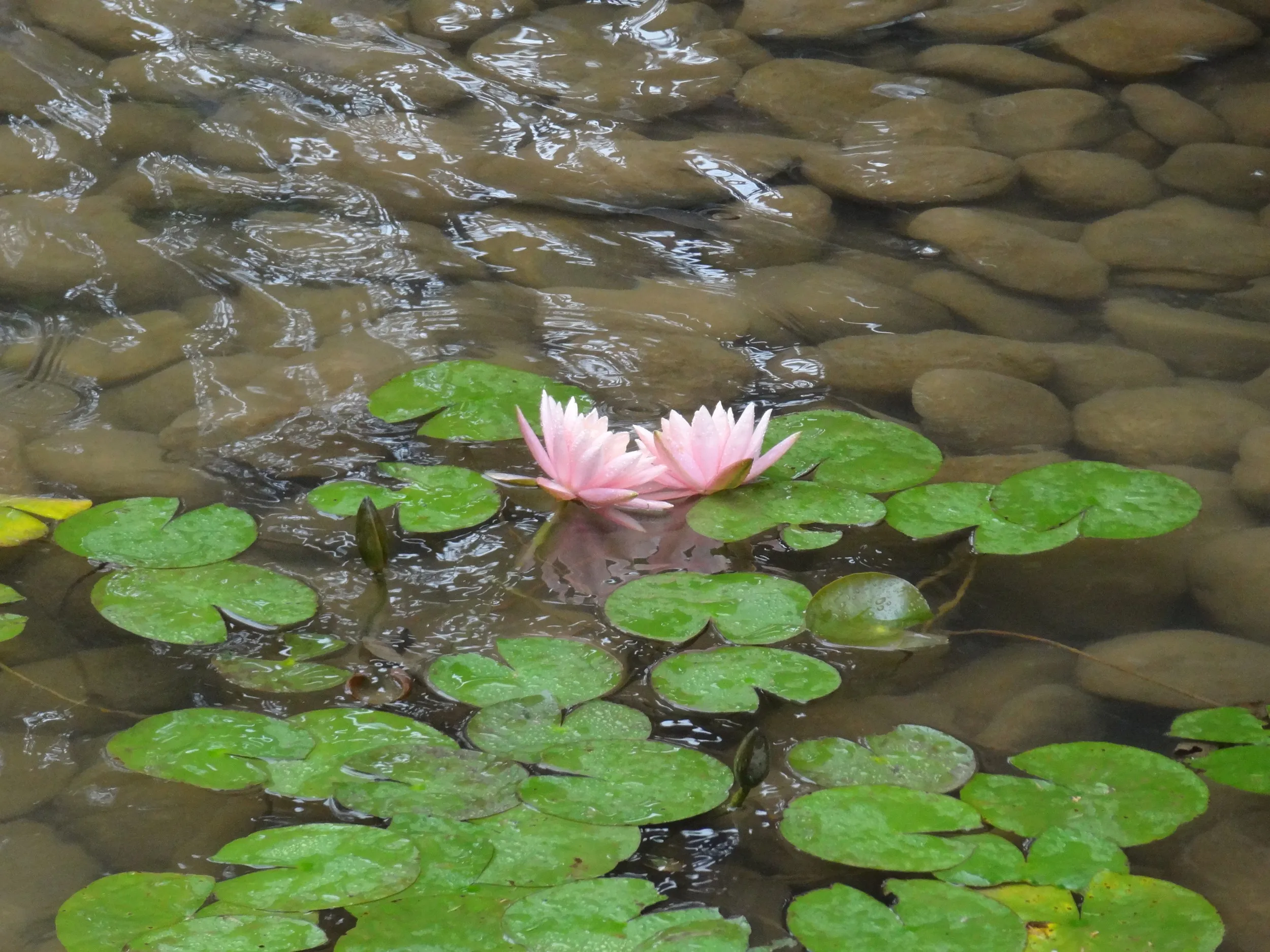 池に咲くスイレンの花